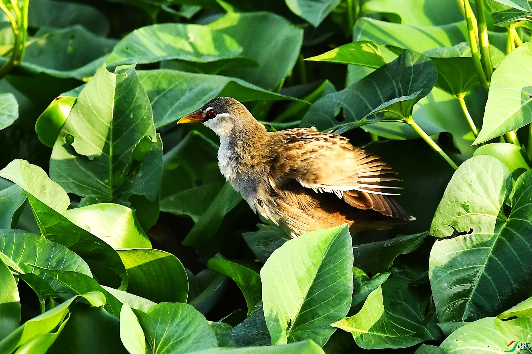 DSC_4669_����.jpg