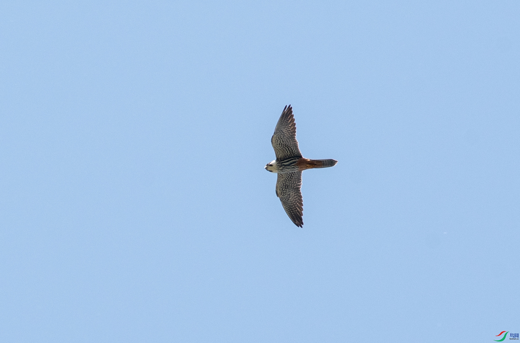 DSC_1017.jpg