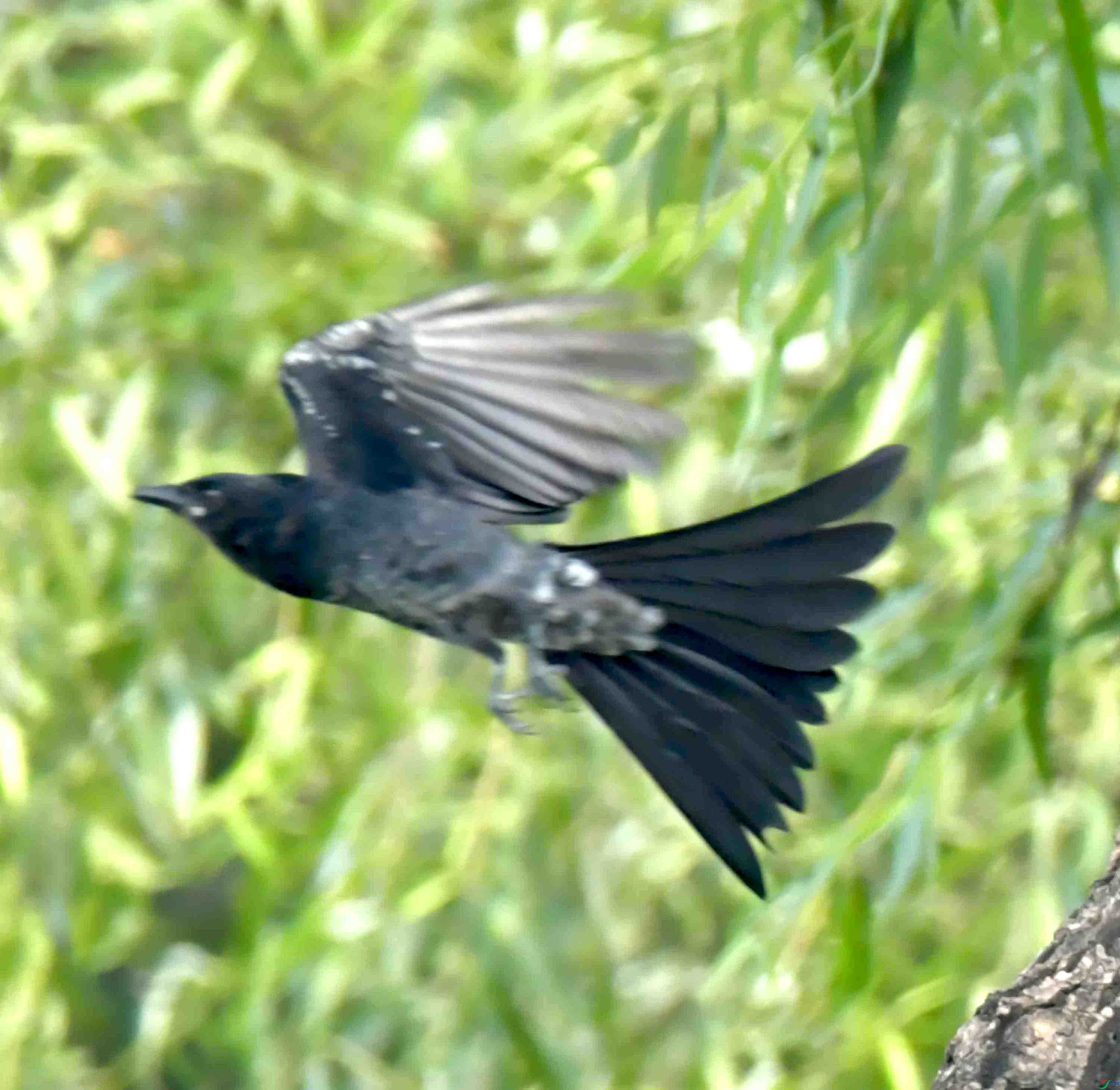 DSC_2338.JPG