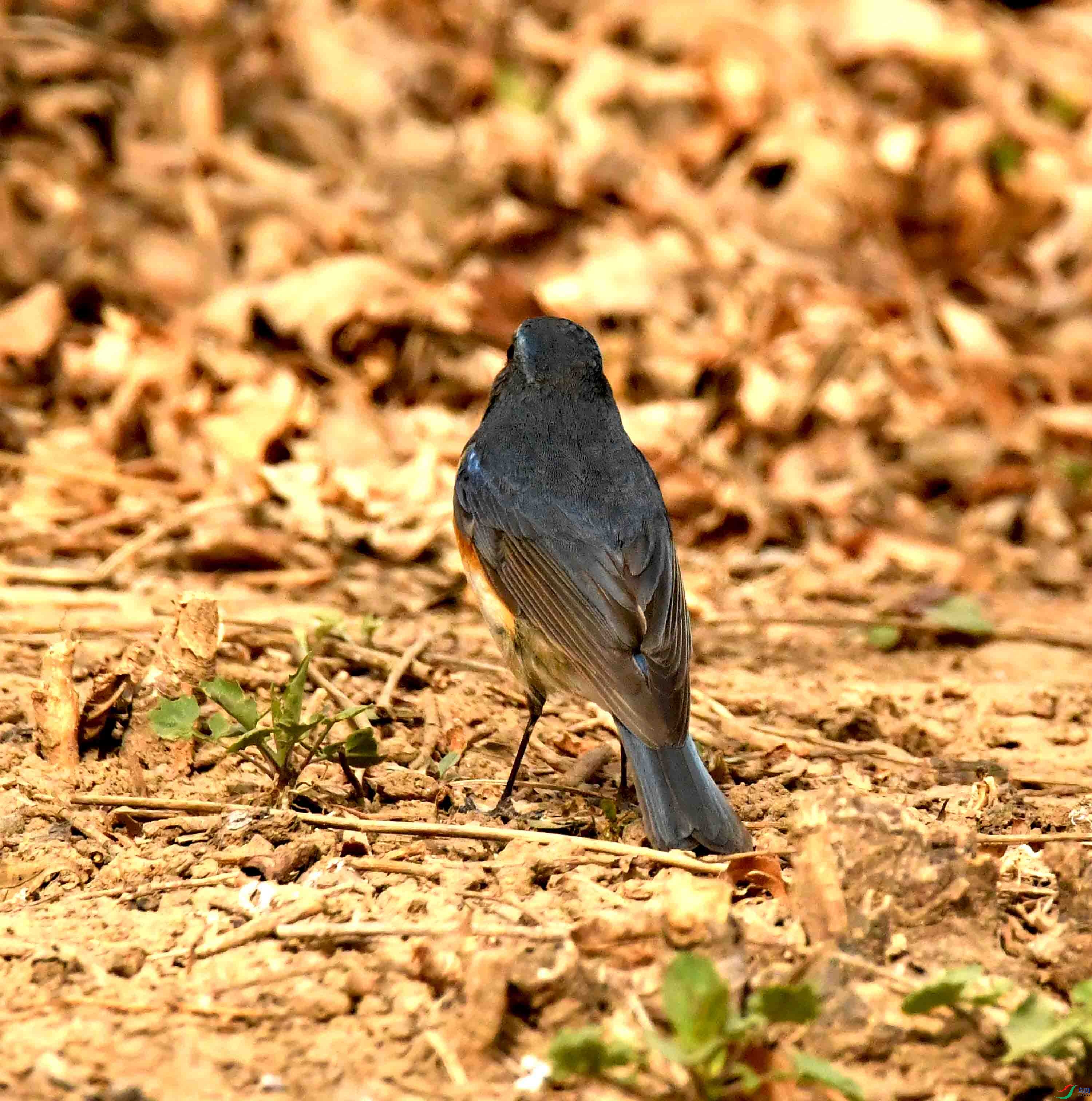 DSC_1249.JPG