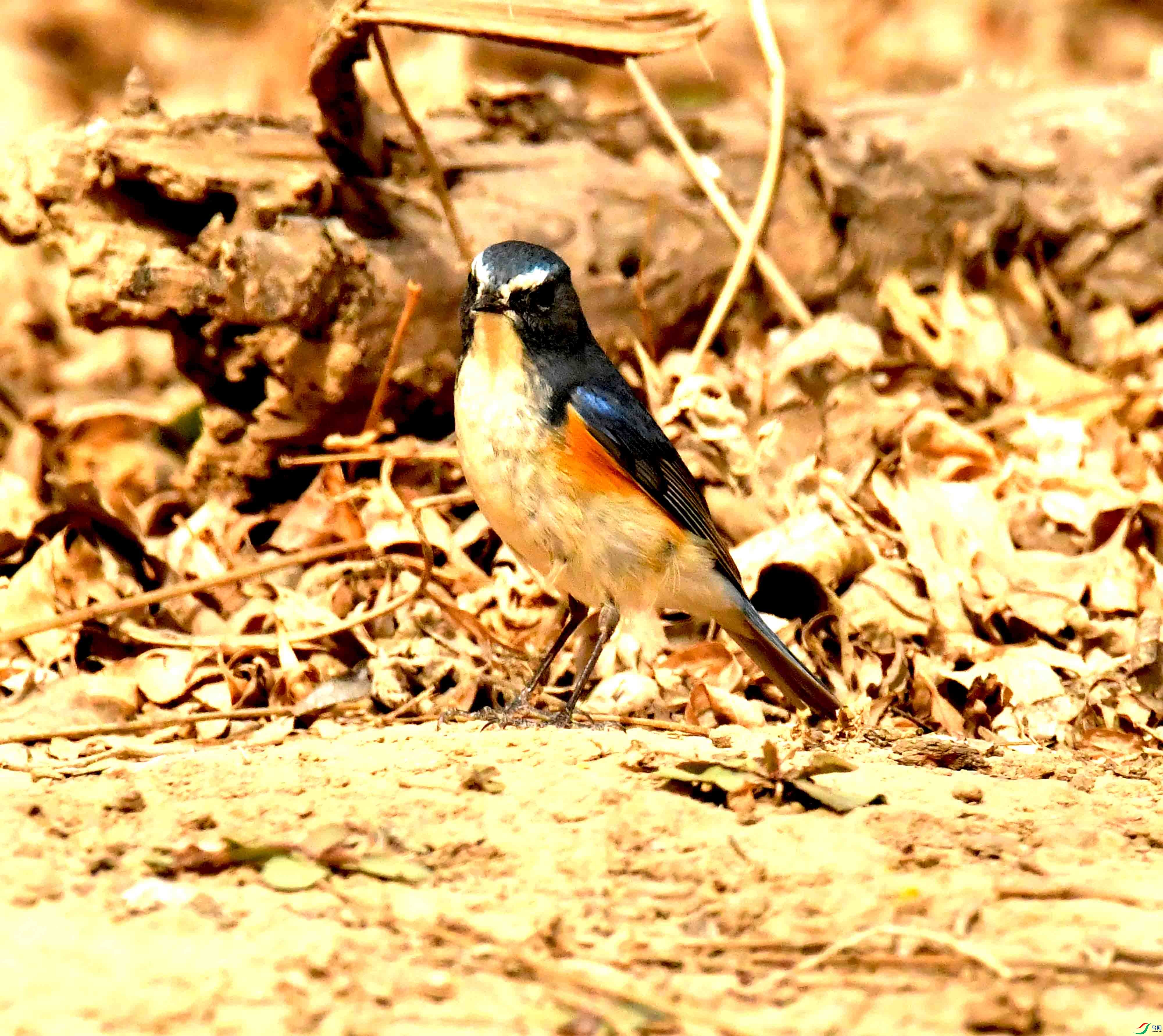 DSC_1253.JPG
