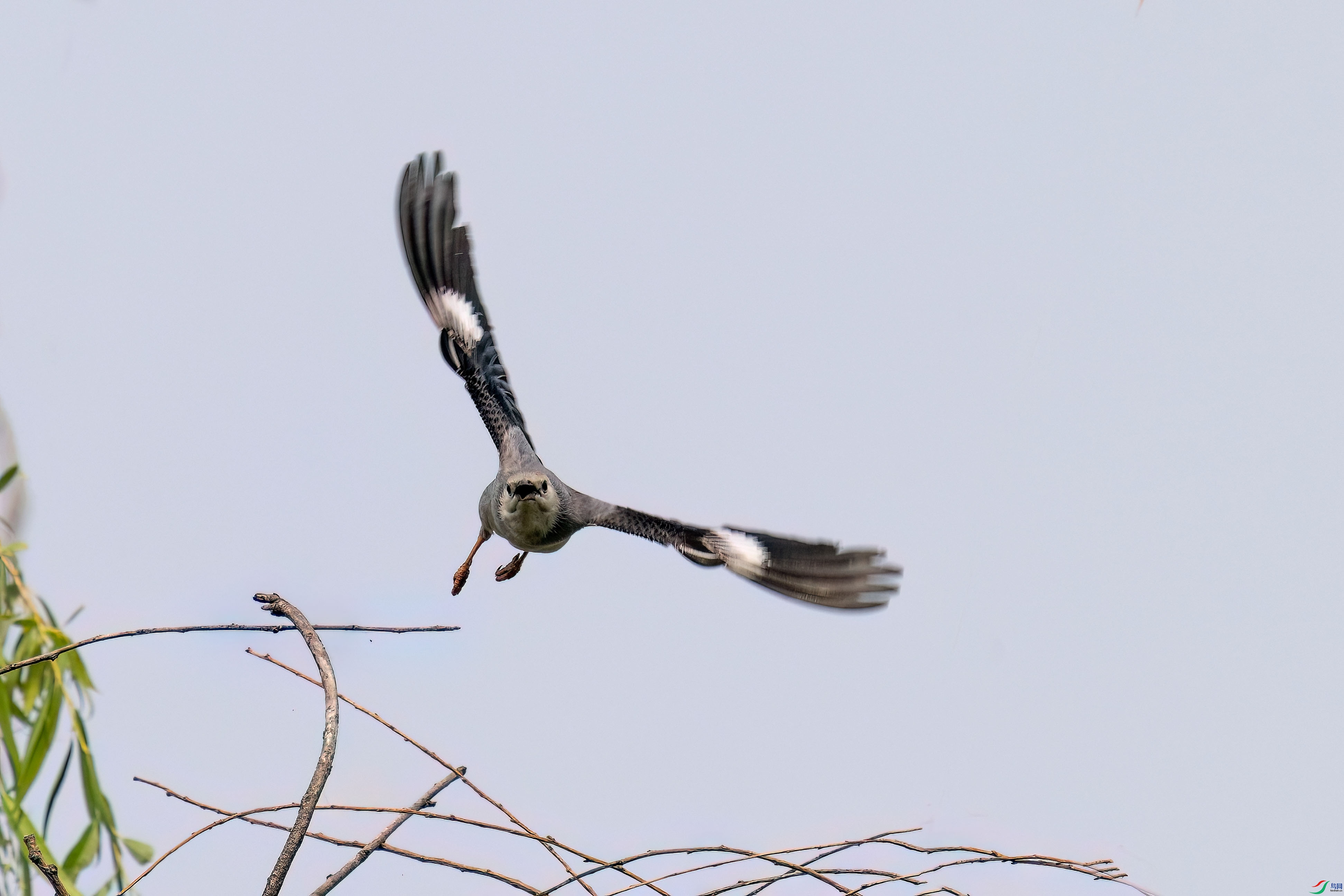 DSC_2209.jpg