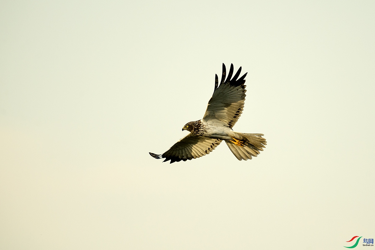 _DSC8783.jpg