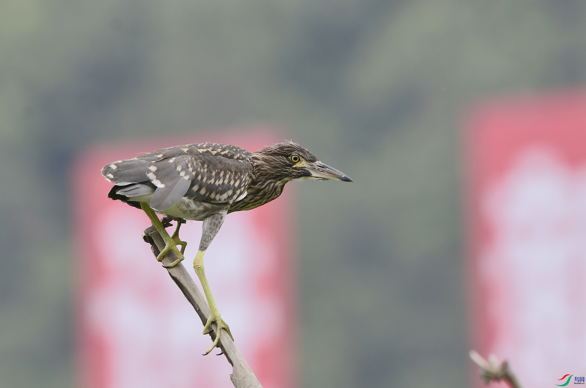 _D5D6880.jpg