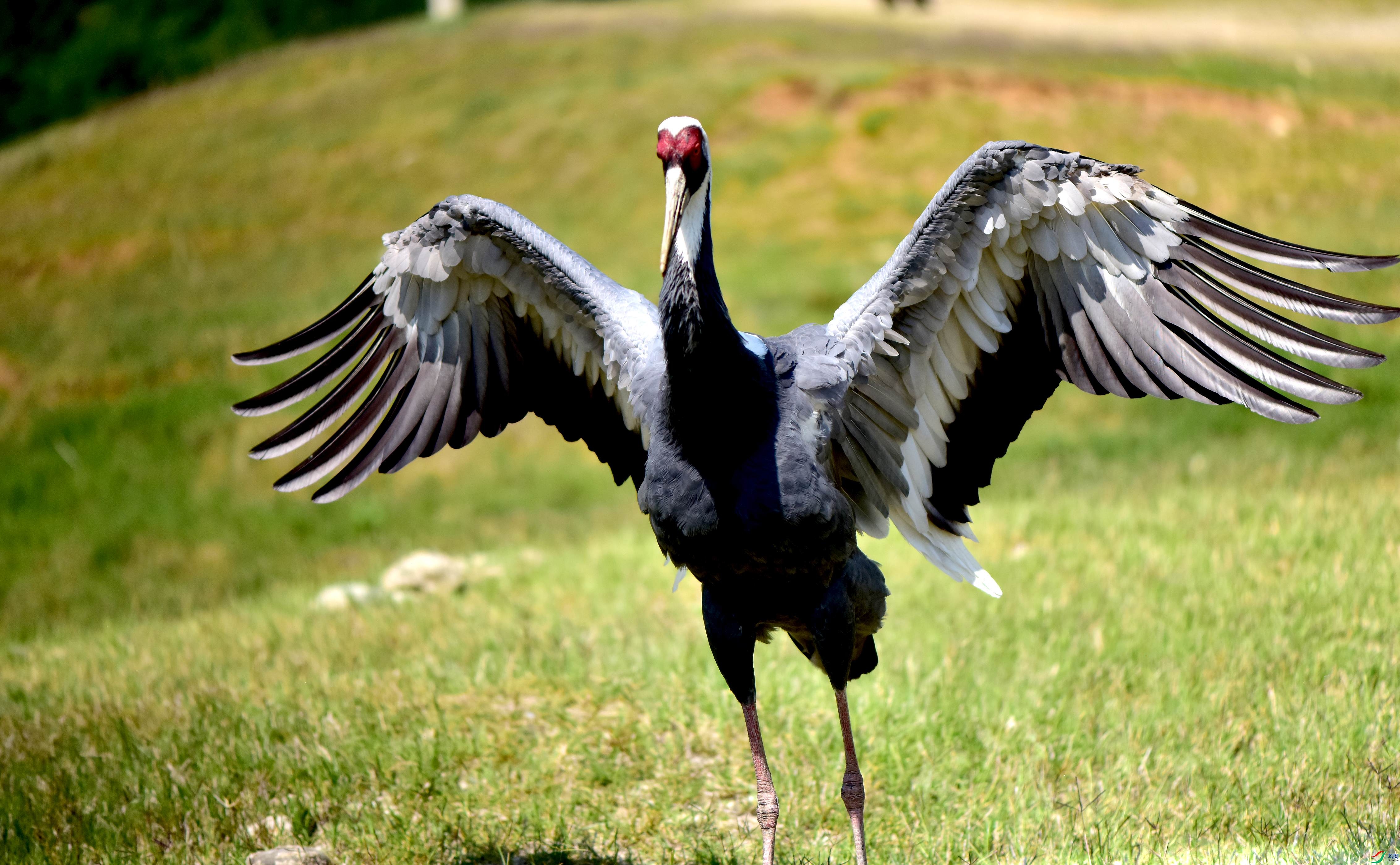 DSC_2876_conew2.jpg