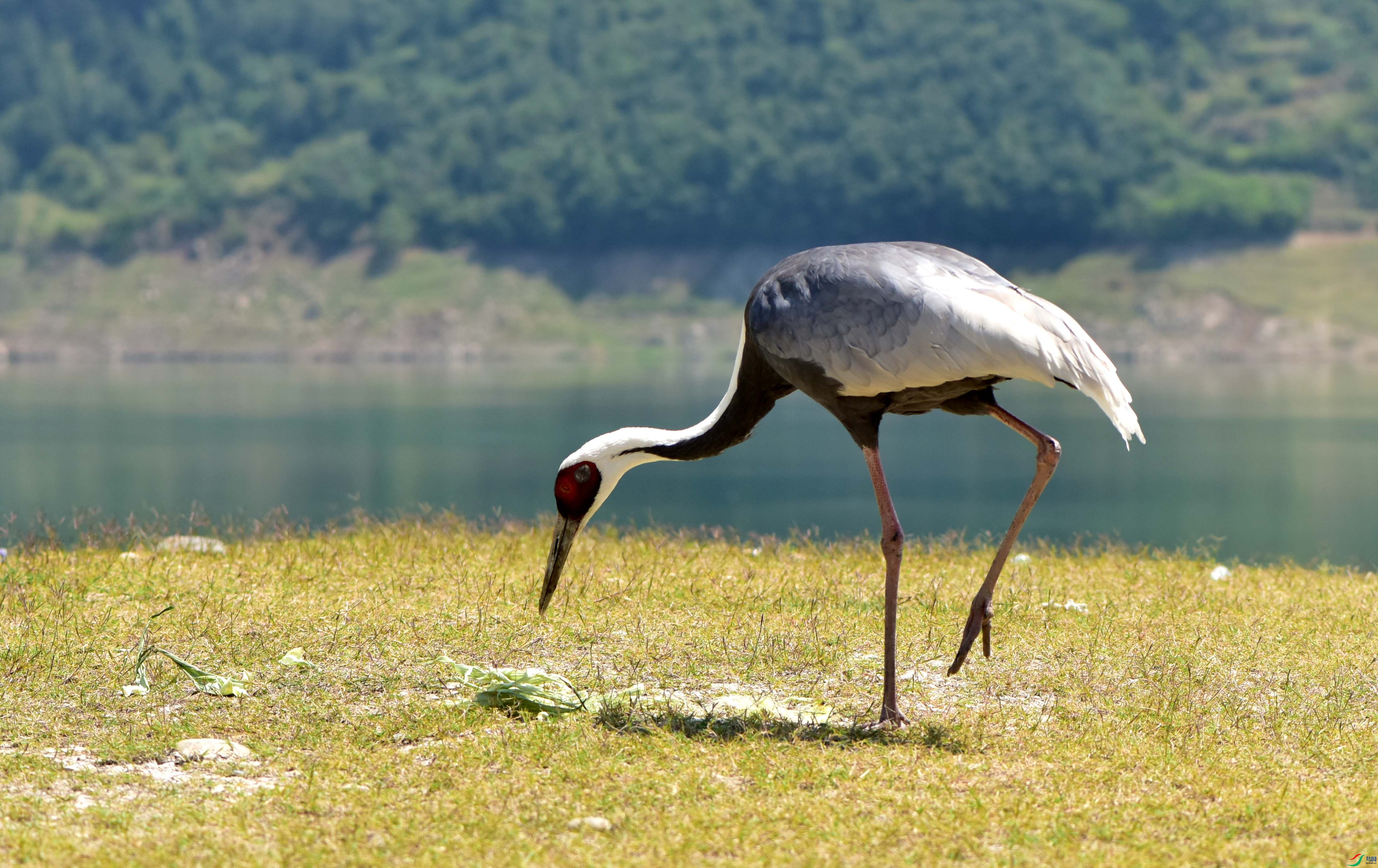 DSC_3224_conew2.jpg
