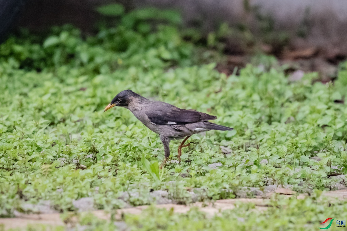 �˸�-2146.jpg