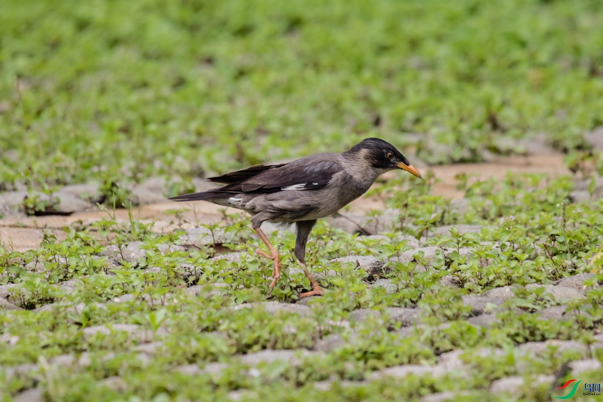 �˸�-2165.jpg