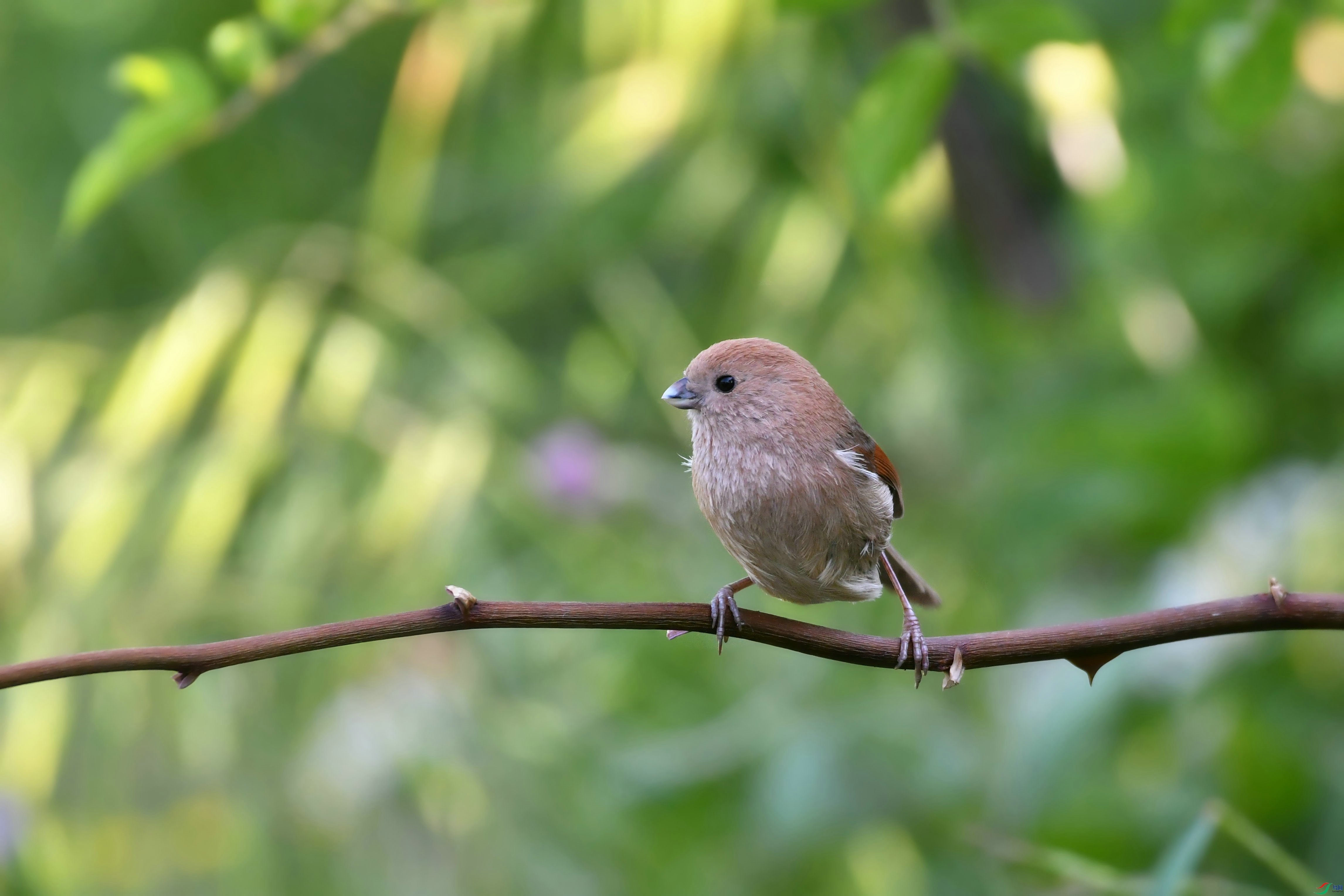 DSC_7531.JPG