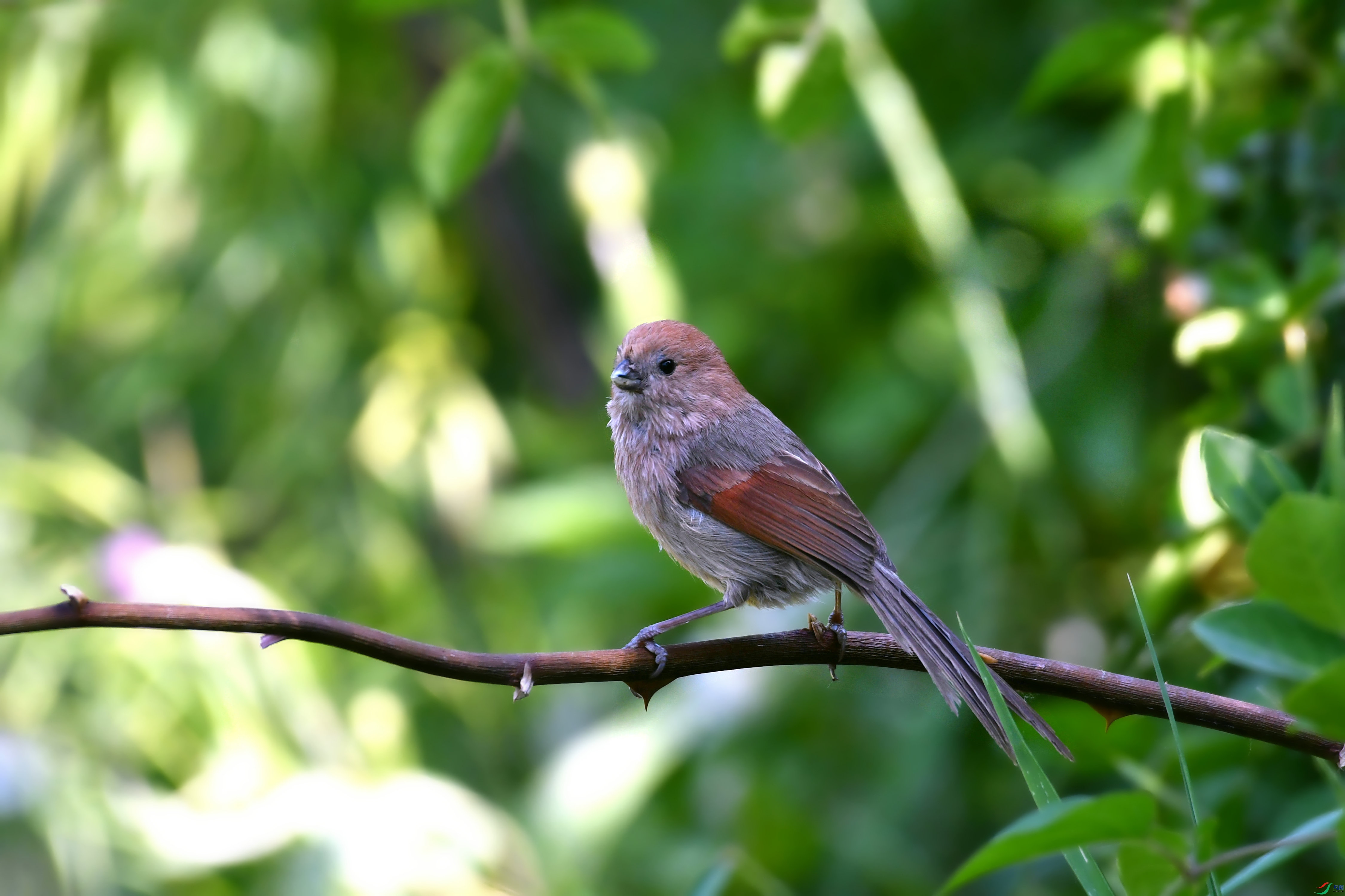 DSC_7665.JPG