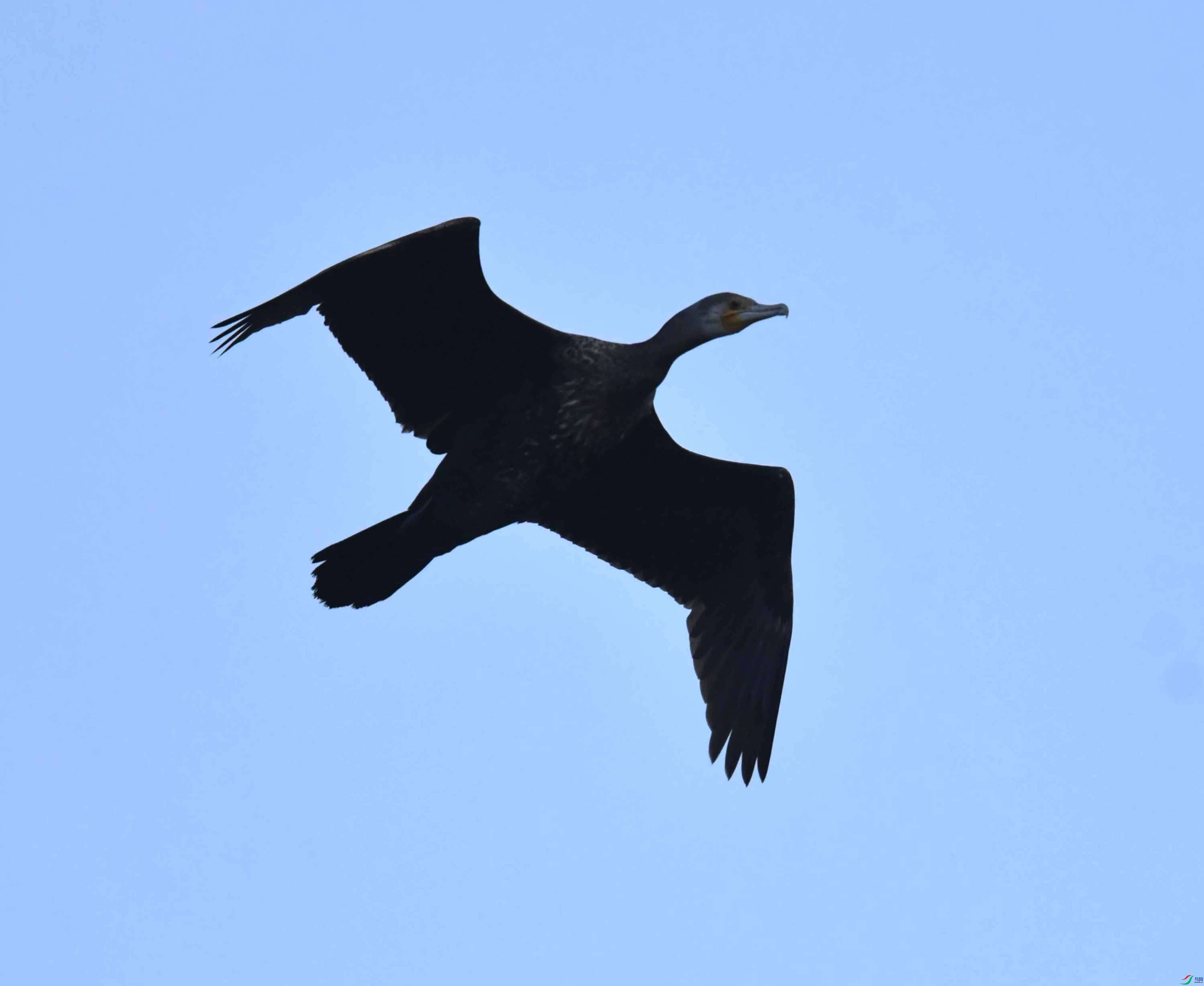 DSC_4456.JPG