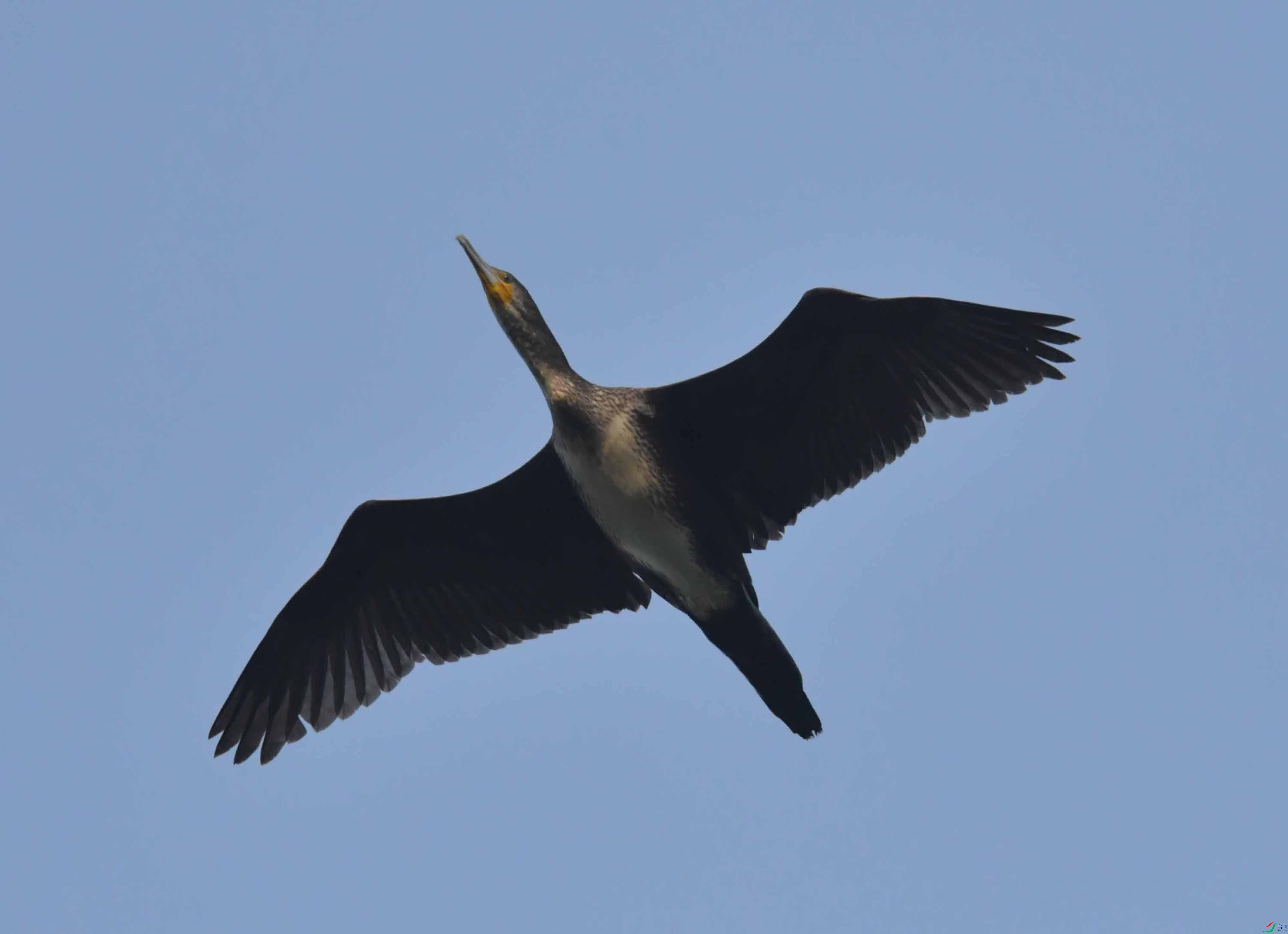 DSC_4517.JPG