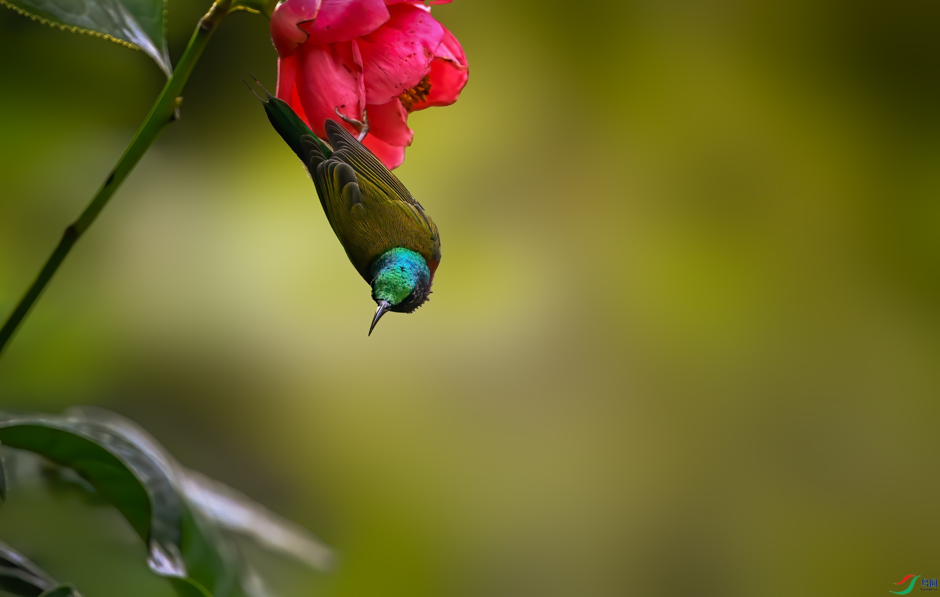 DSC_9873112.jpg
