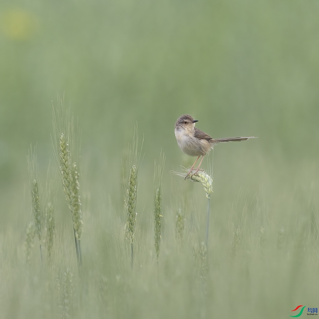 2F5A6795 ����.psd3.jpg