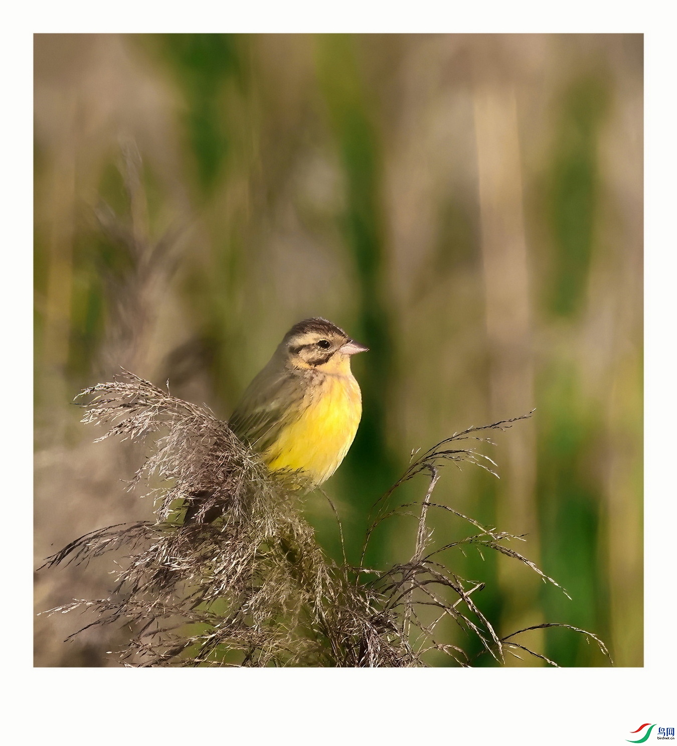 492A1054-DeNoiseAI-severe-noise-SharpenAI-Focus.jpg