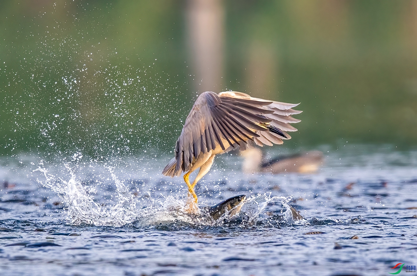 DSC_9879 ����_����.jpg