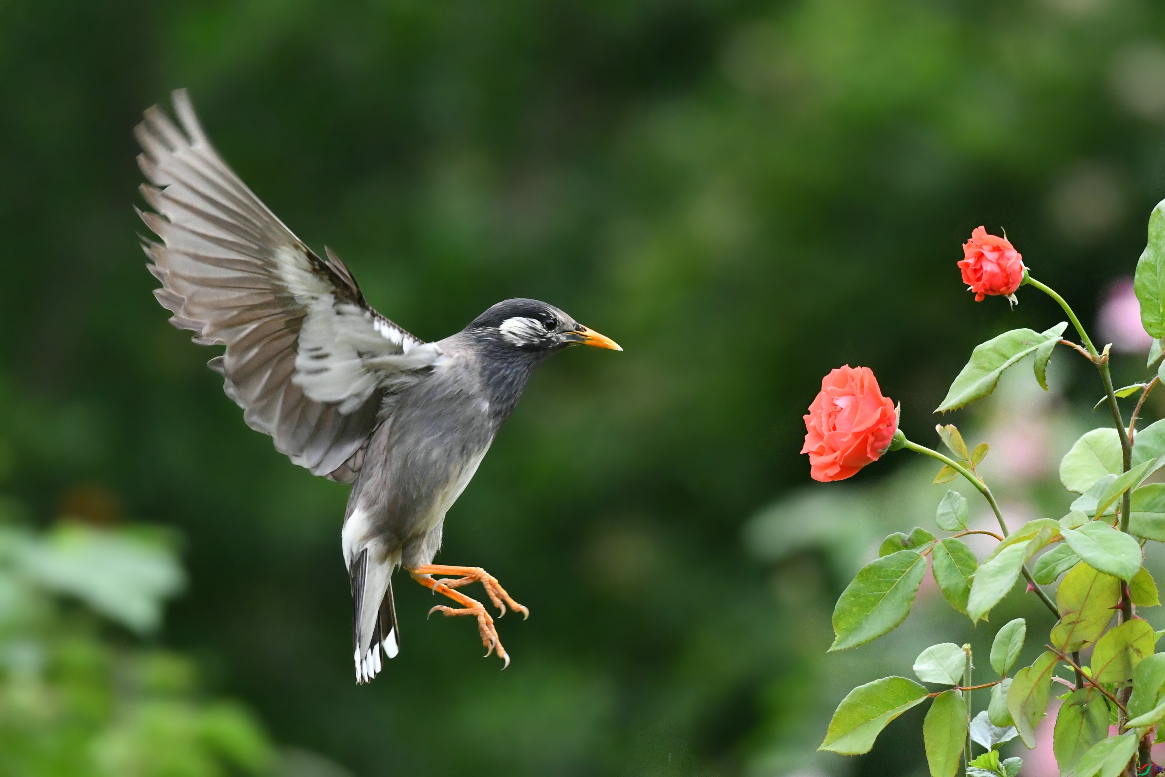 DSC_8442.JPG