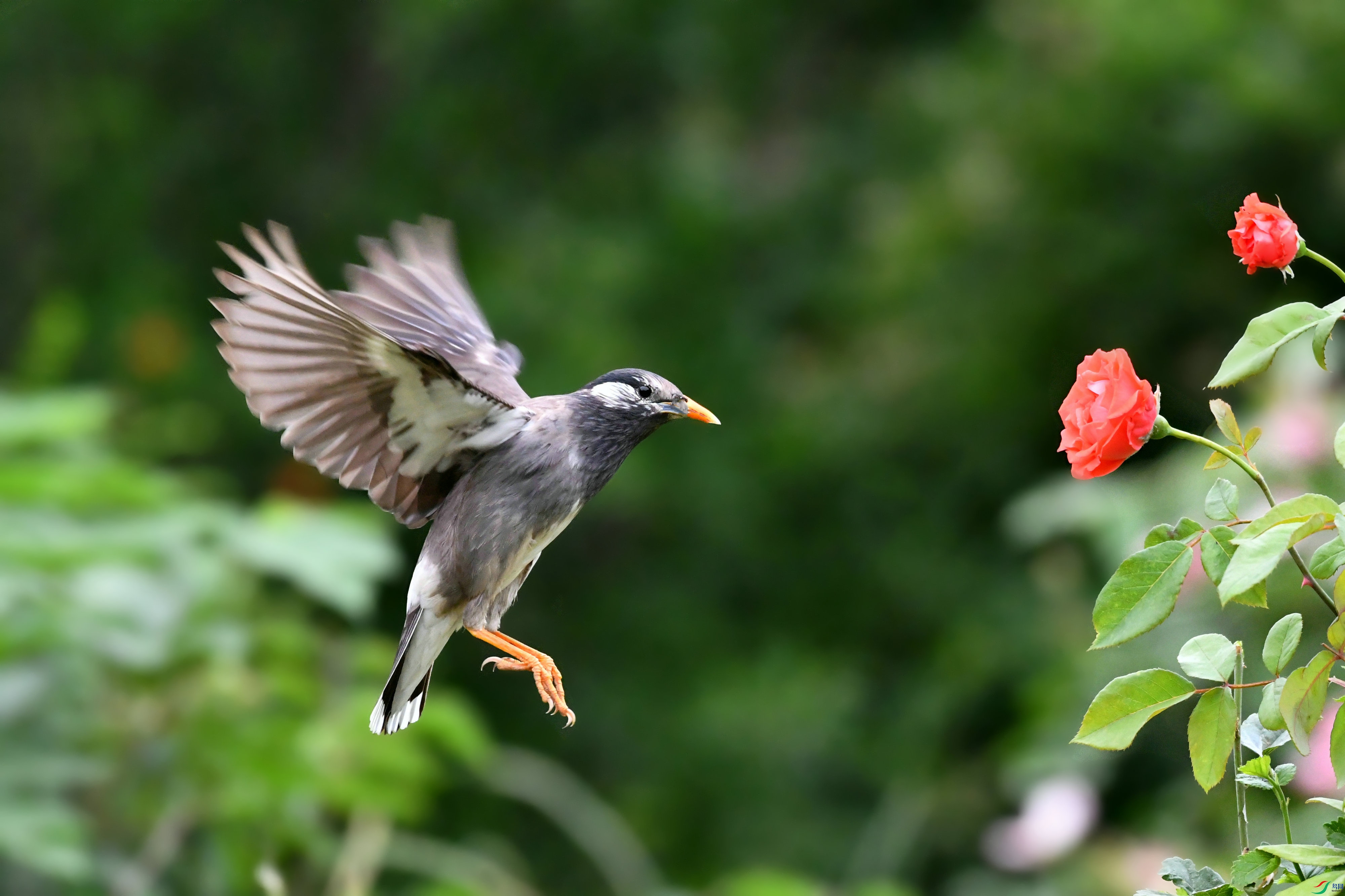 DSC_8481.JPG