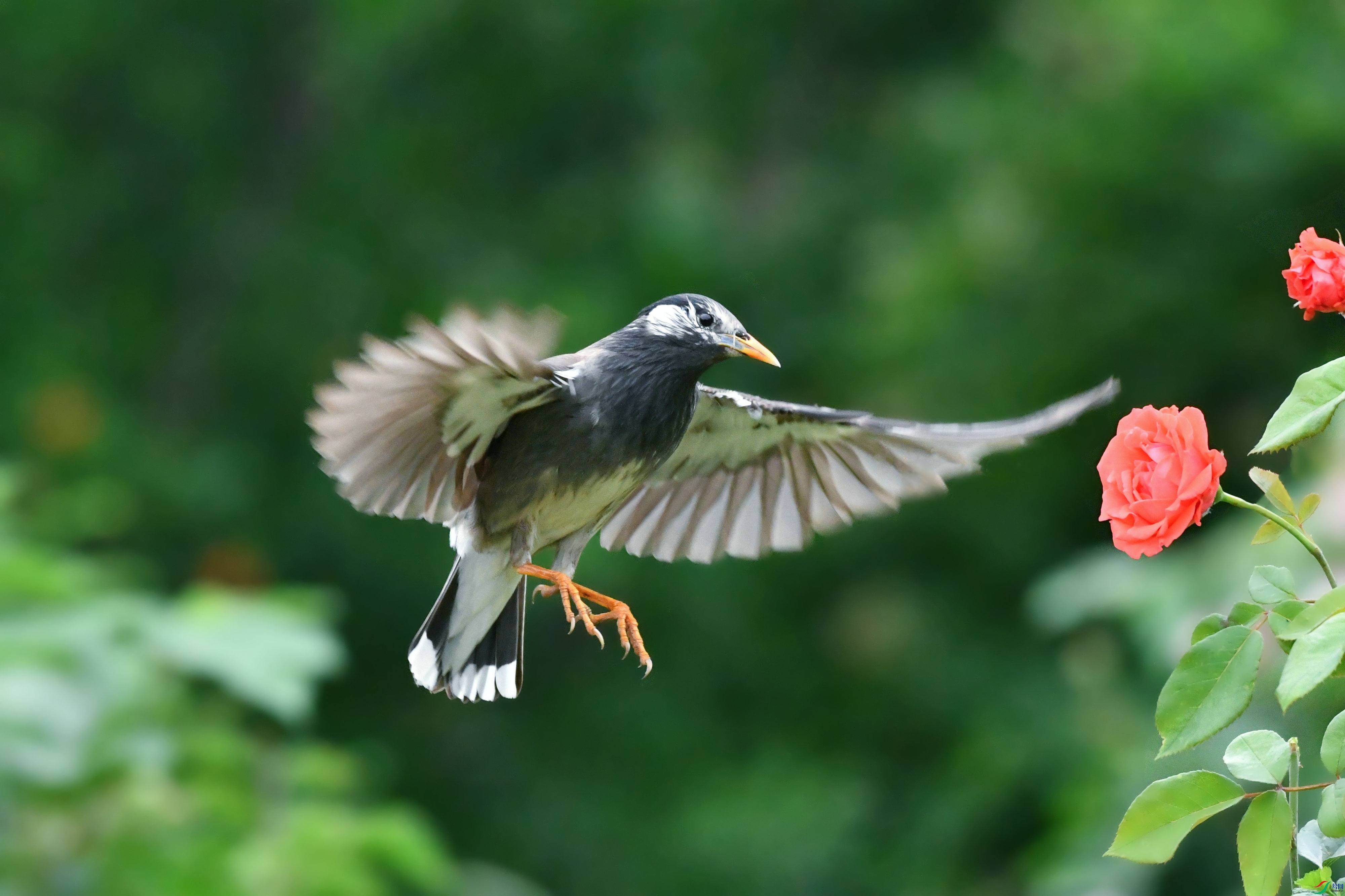 DSC_8551.JPG