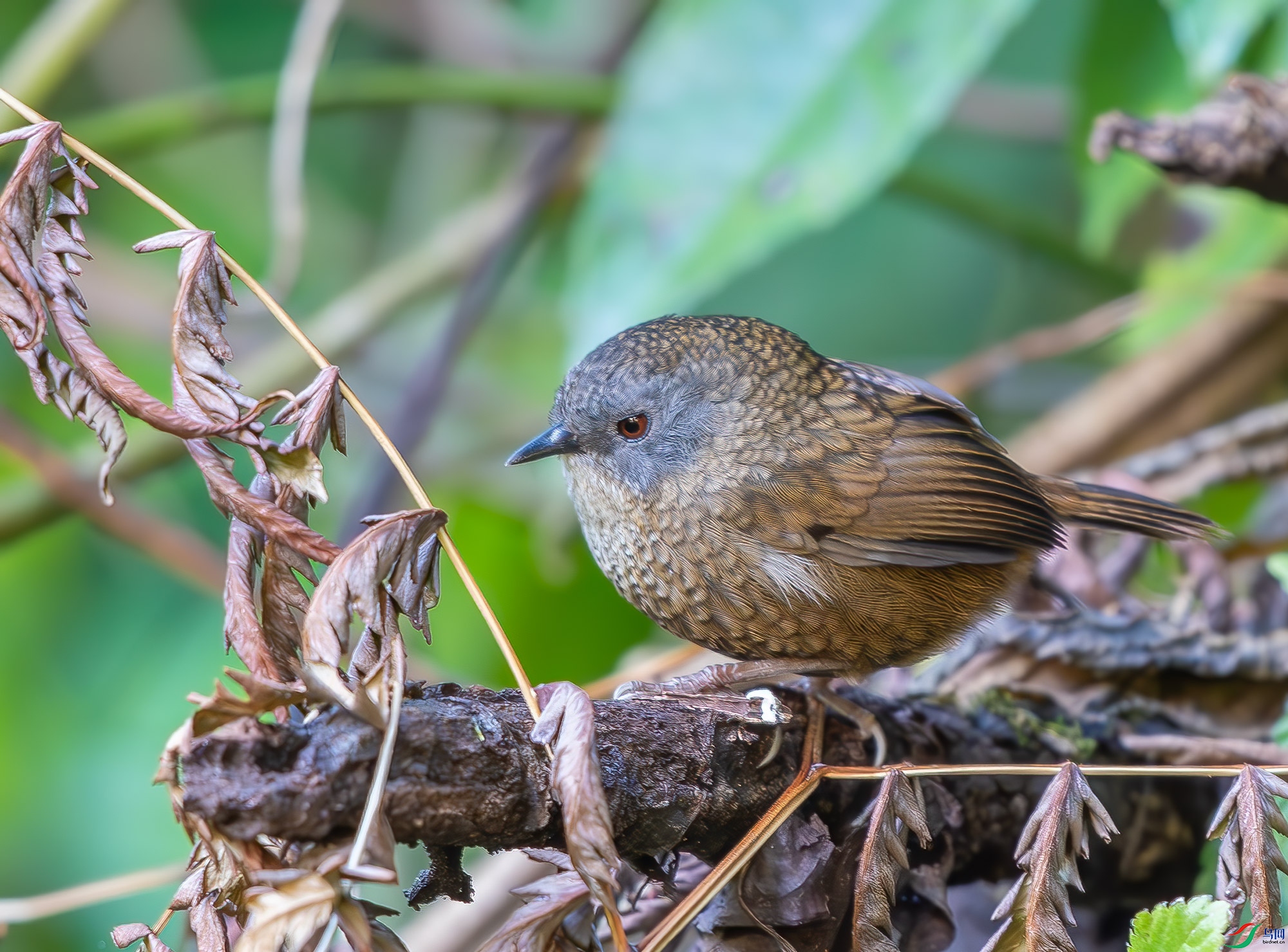 DSC_7401.jpg