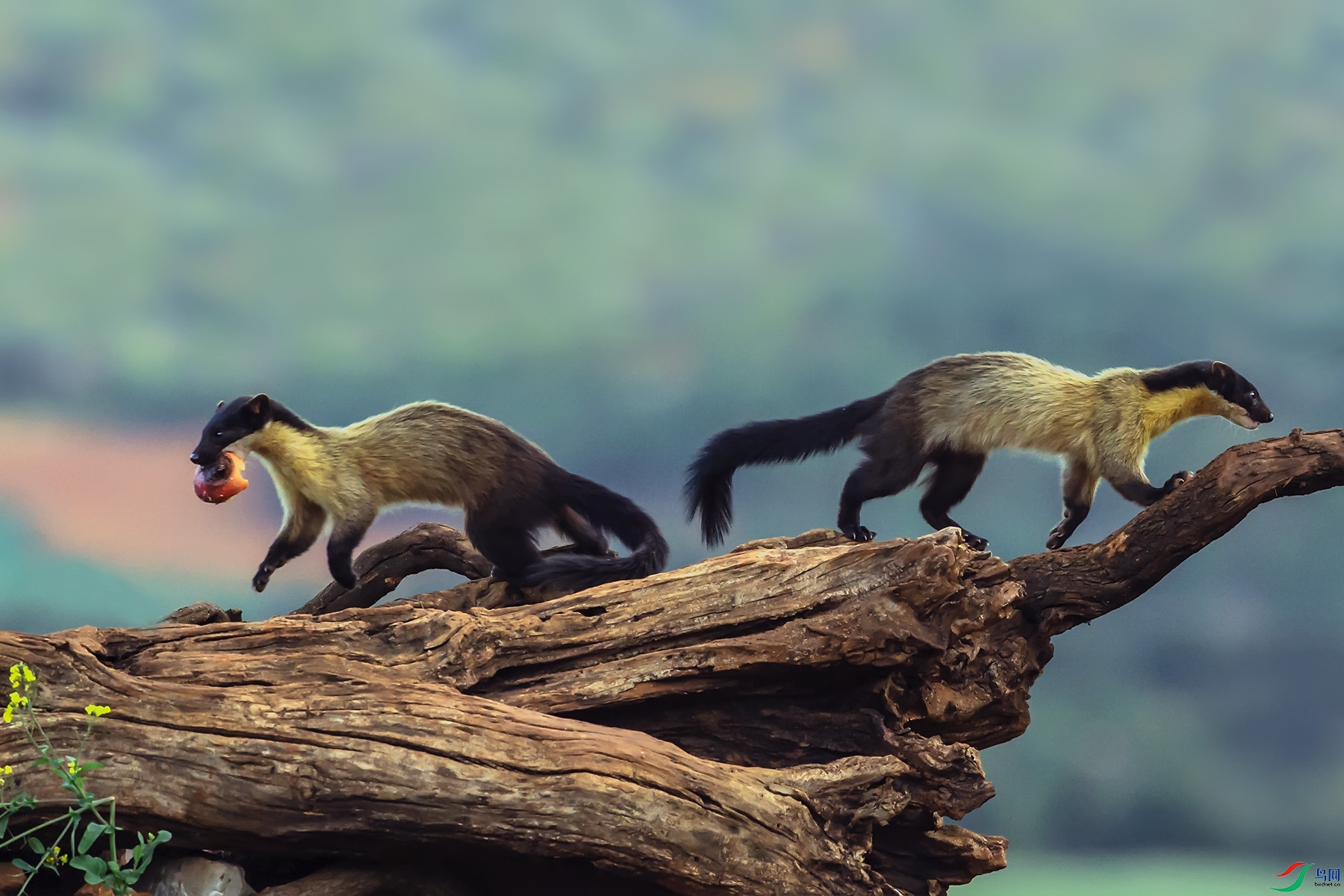 ��������