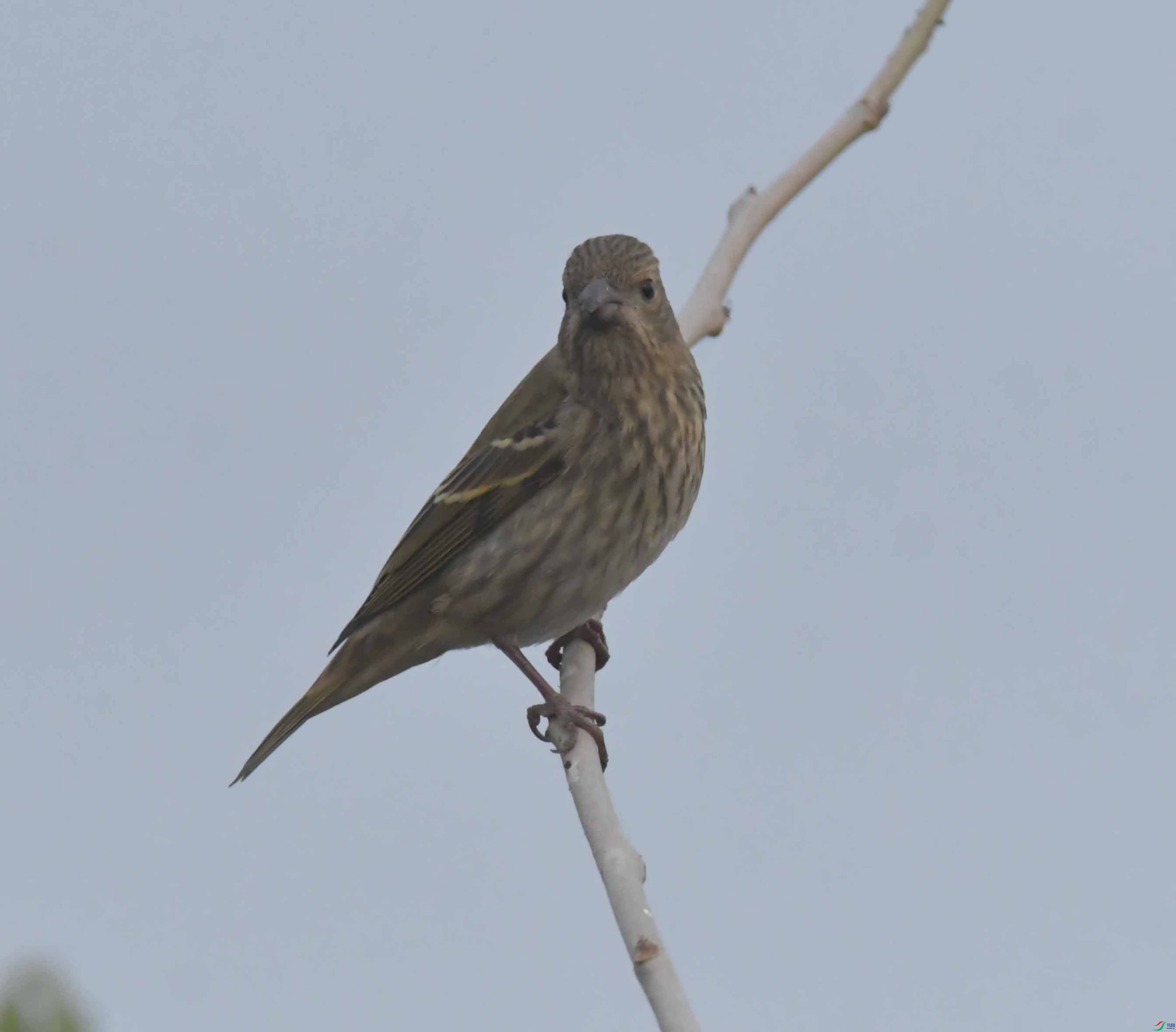 DSC_7651.JPG