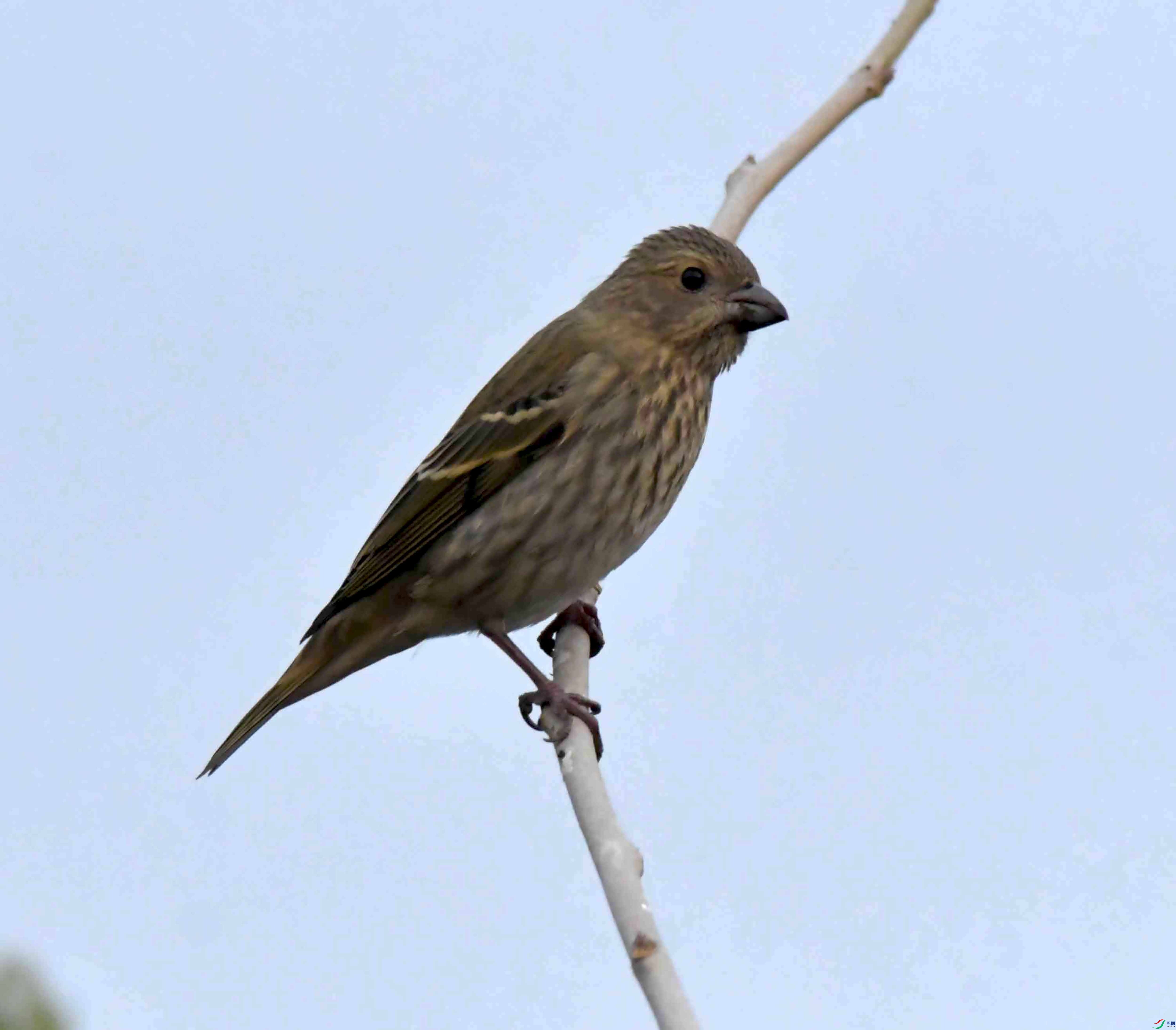 DSC_7653.JPG
