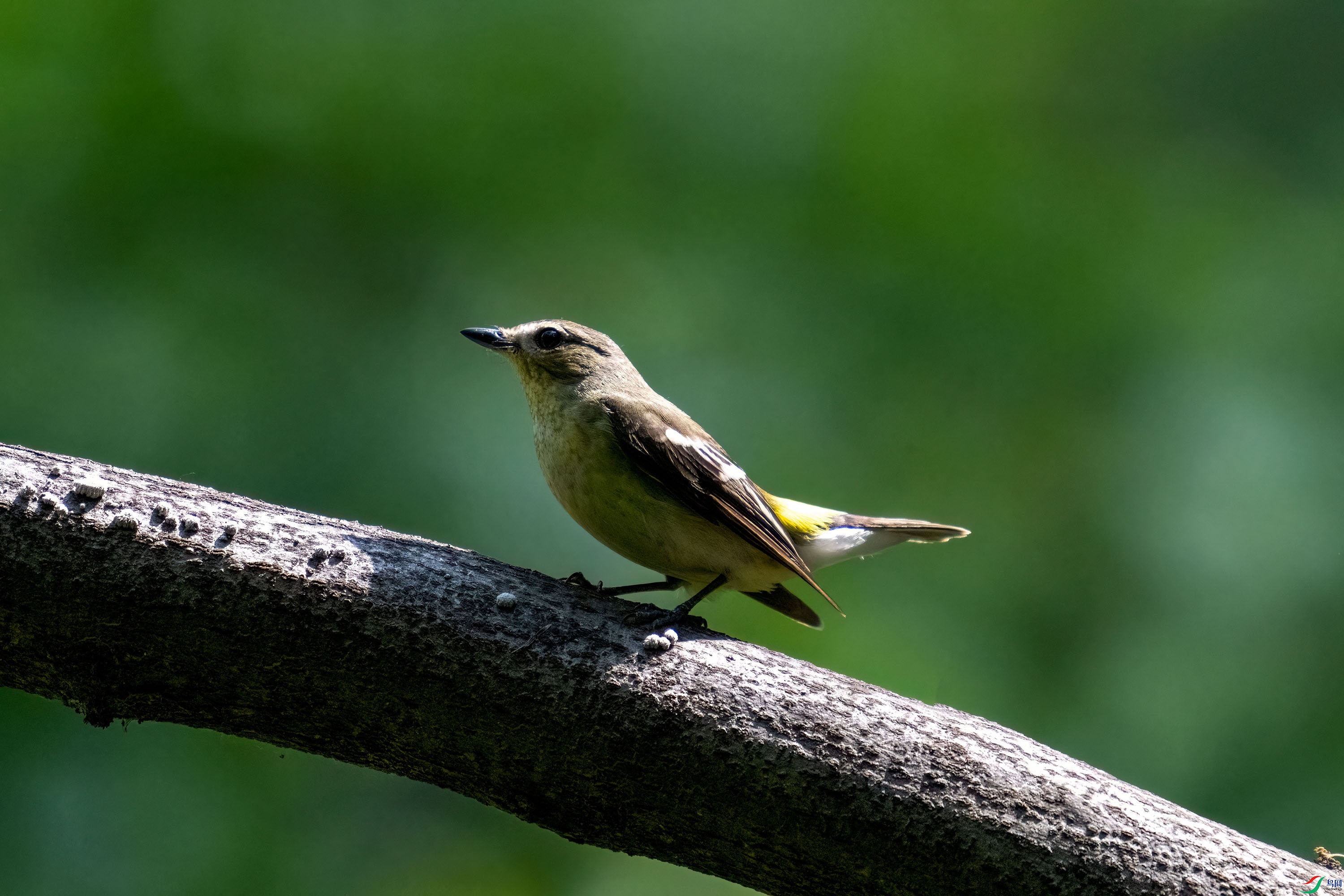 DSC_3265-1.jpg