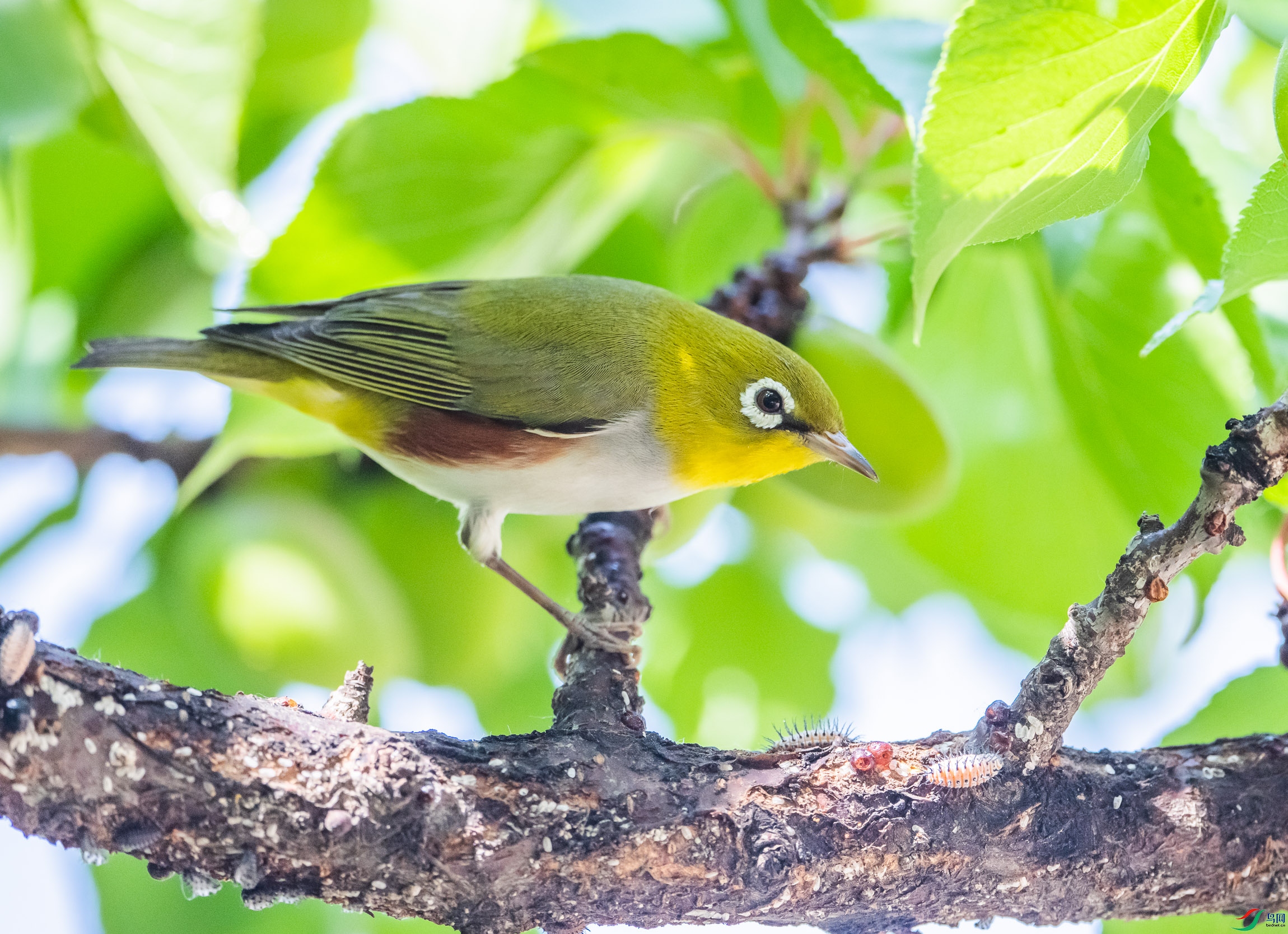 ��в������