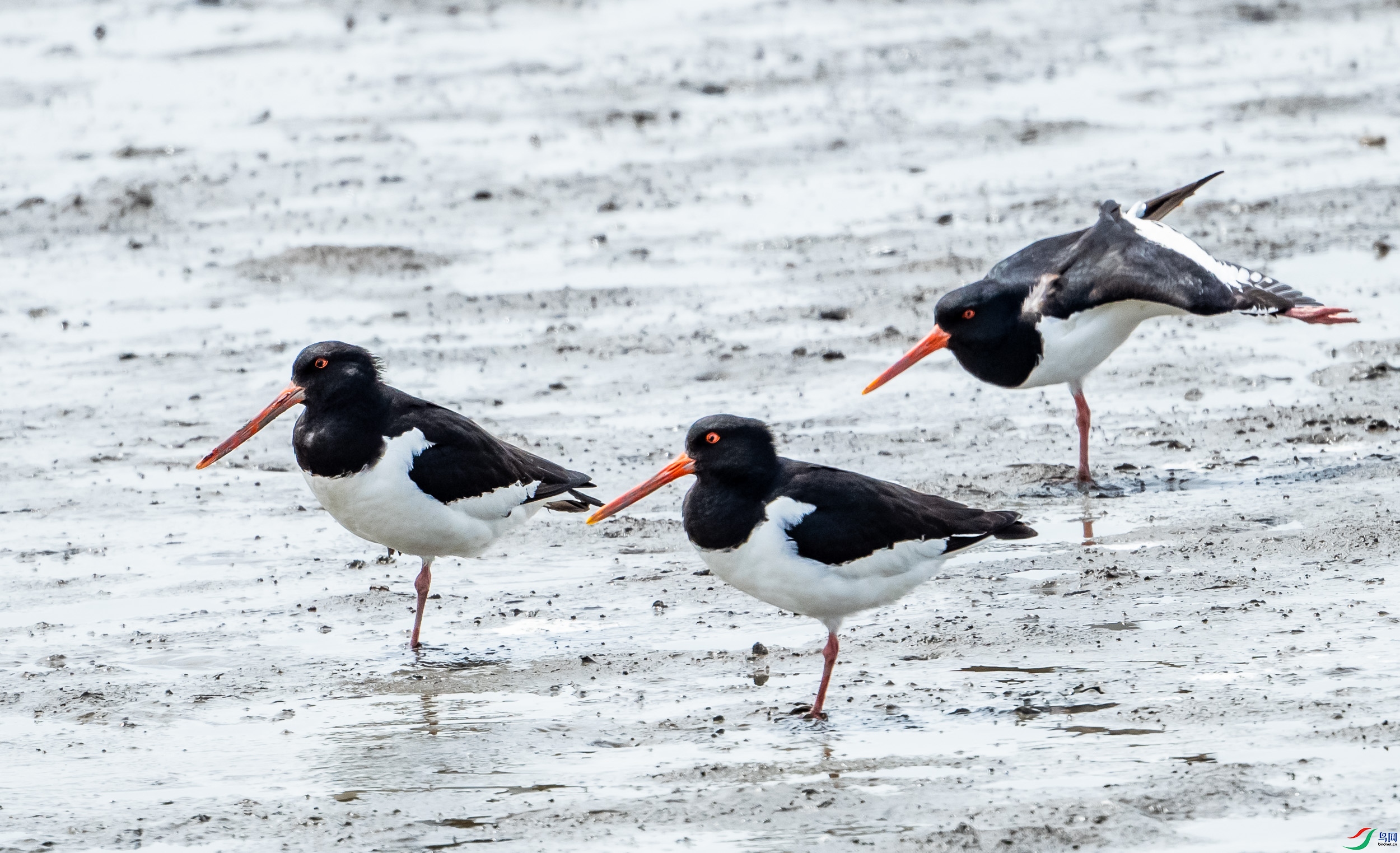 �ϵ�������