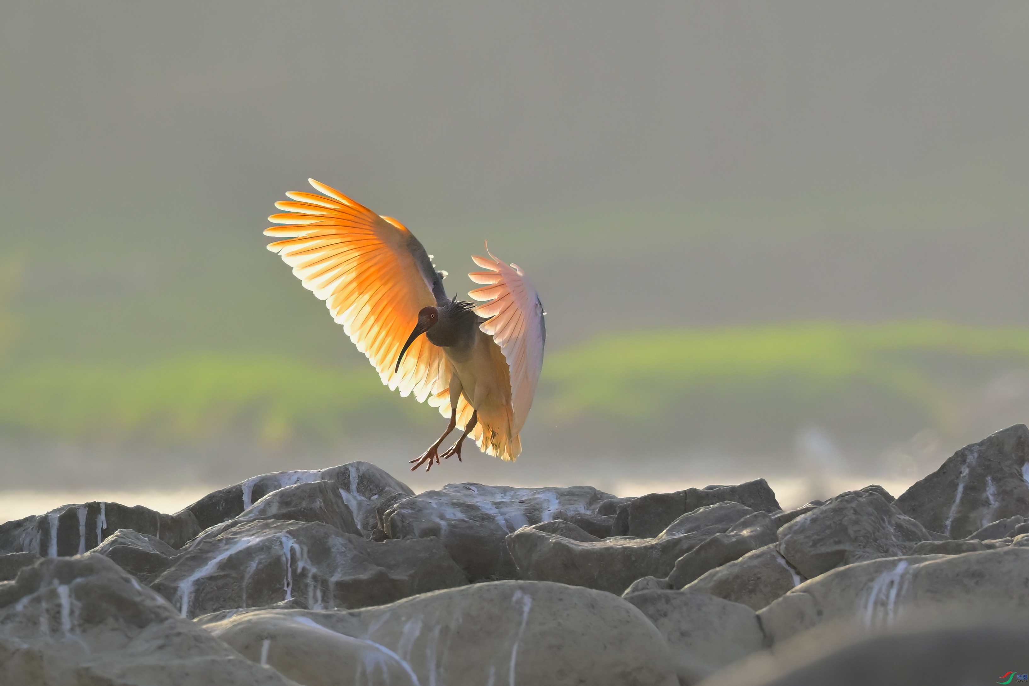 _DSC7203x.jpg