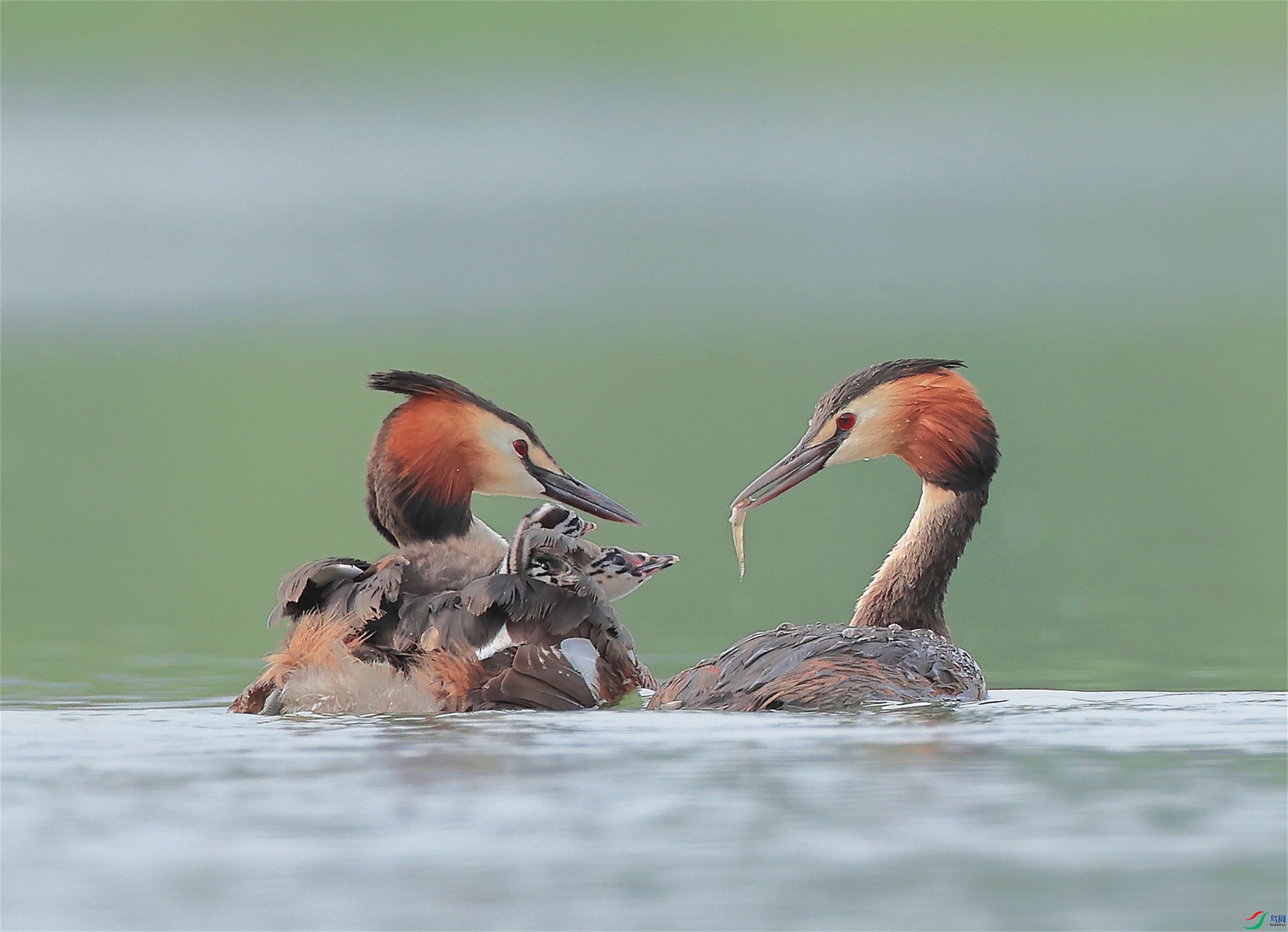 55 - ���� (3).JPG