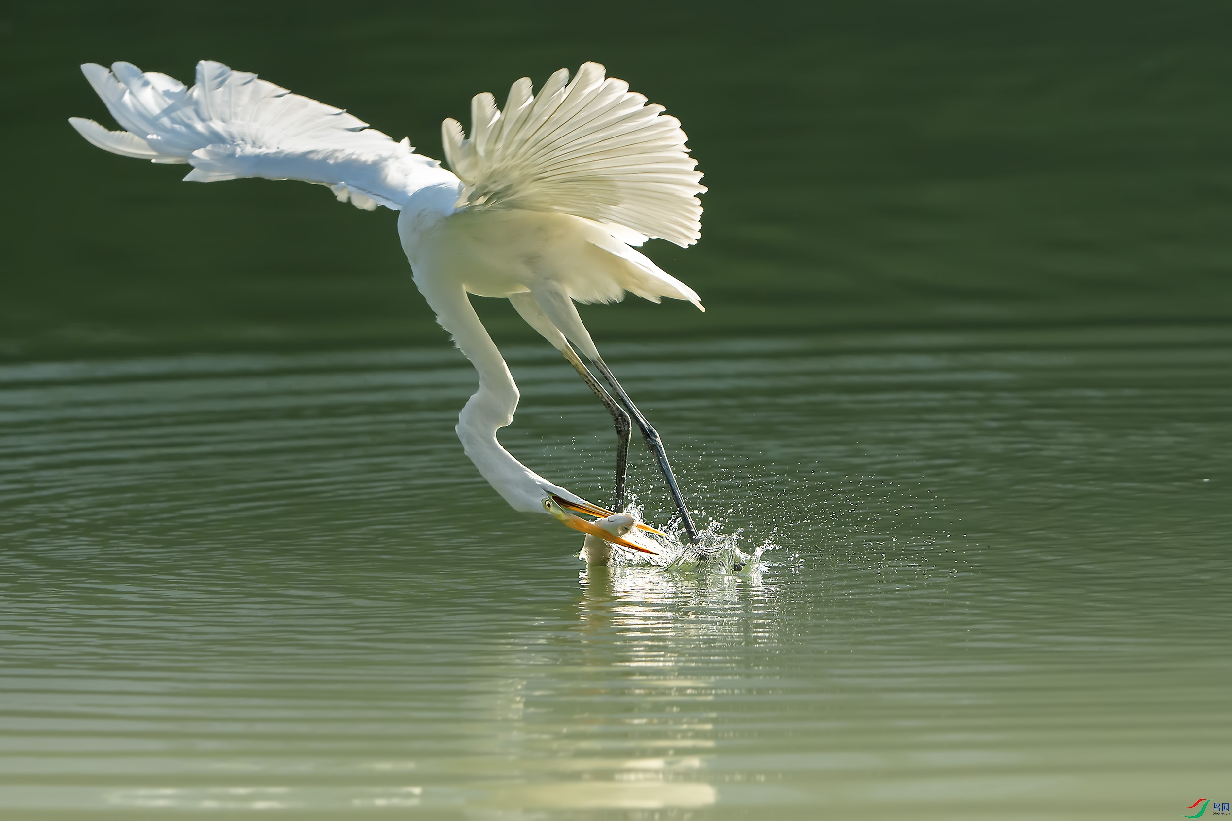 DSC00301 ����.jpg