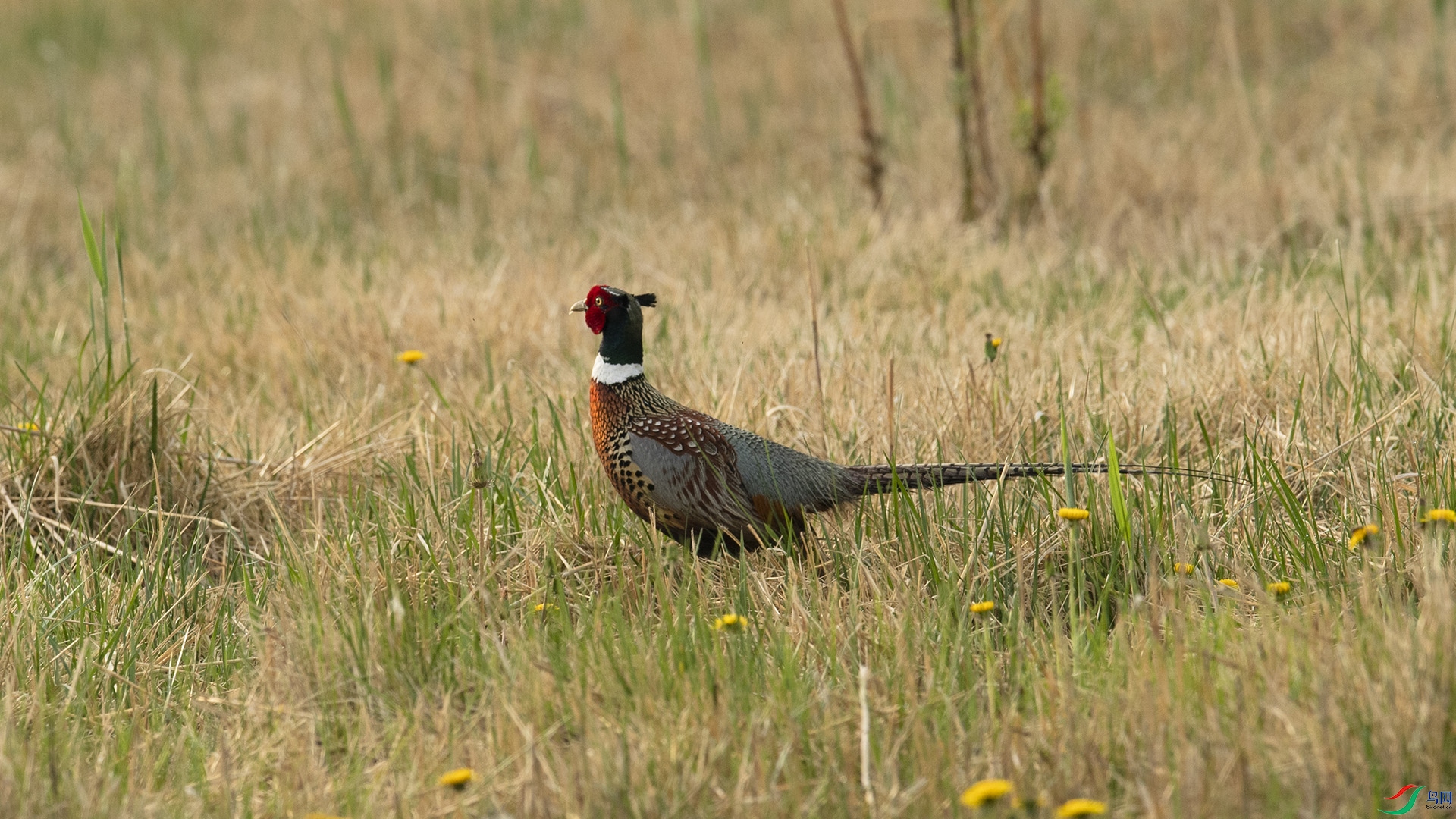 DSC_0528 ����.jpg