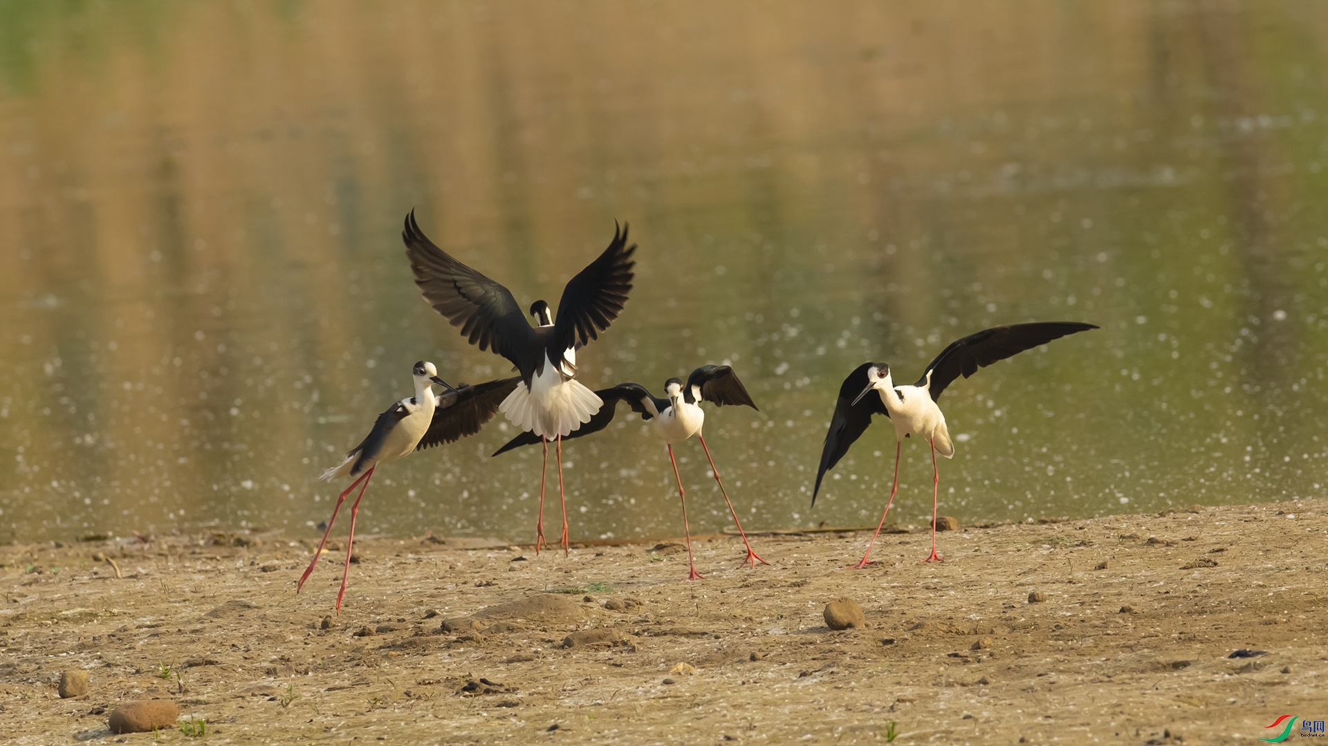 DSC_0432 ����.jpg