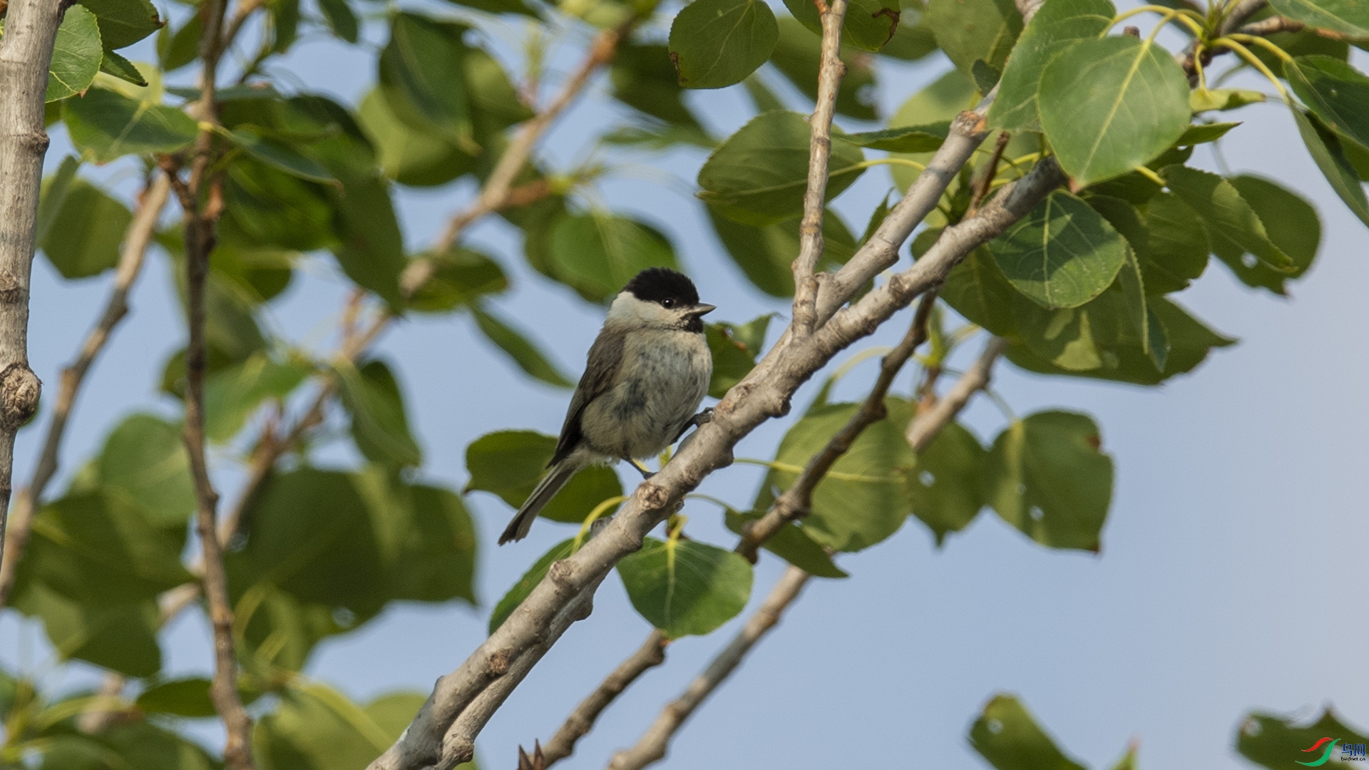 DSC_1214 ����.jpg