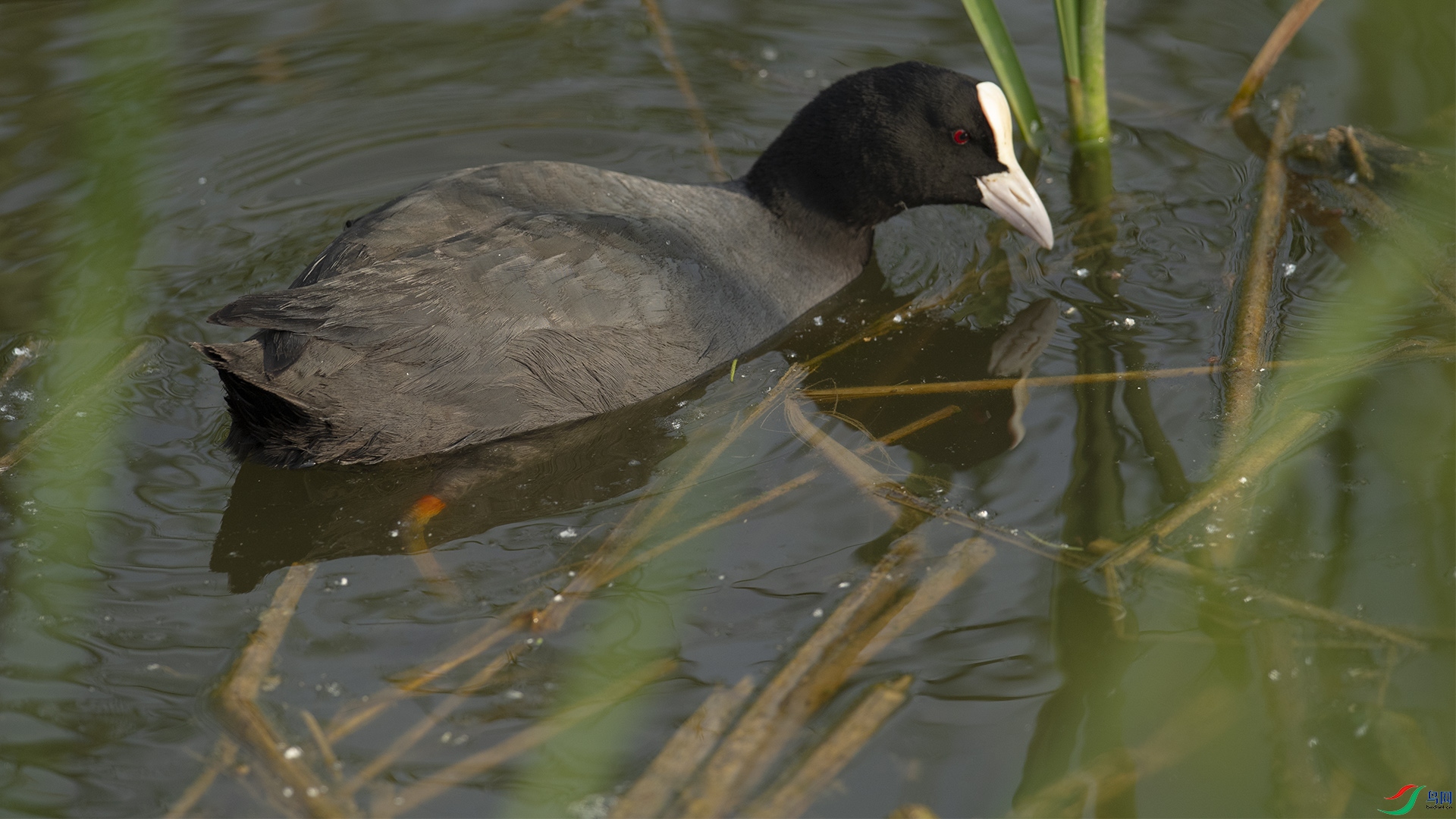 DSC_1186 ����.jpg