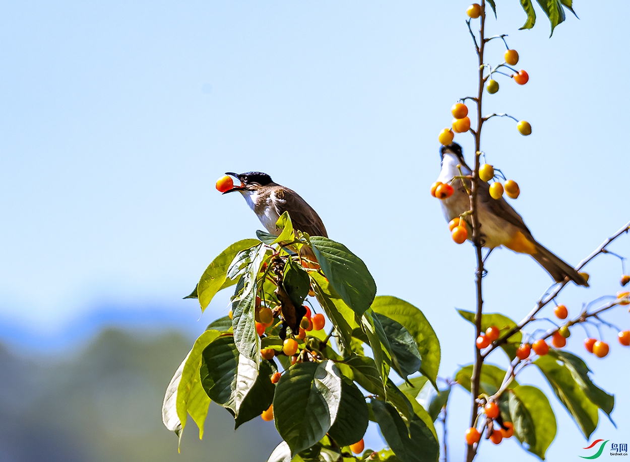 _30I6828 ����a-1c.jpg