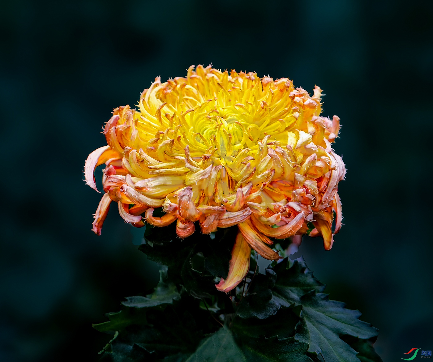 00108583aIMG_6057 ���ë��1000k.jpg