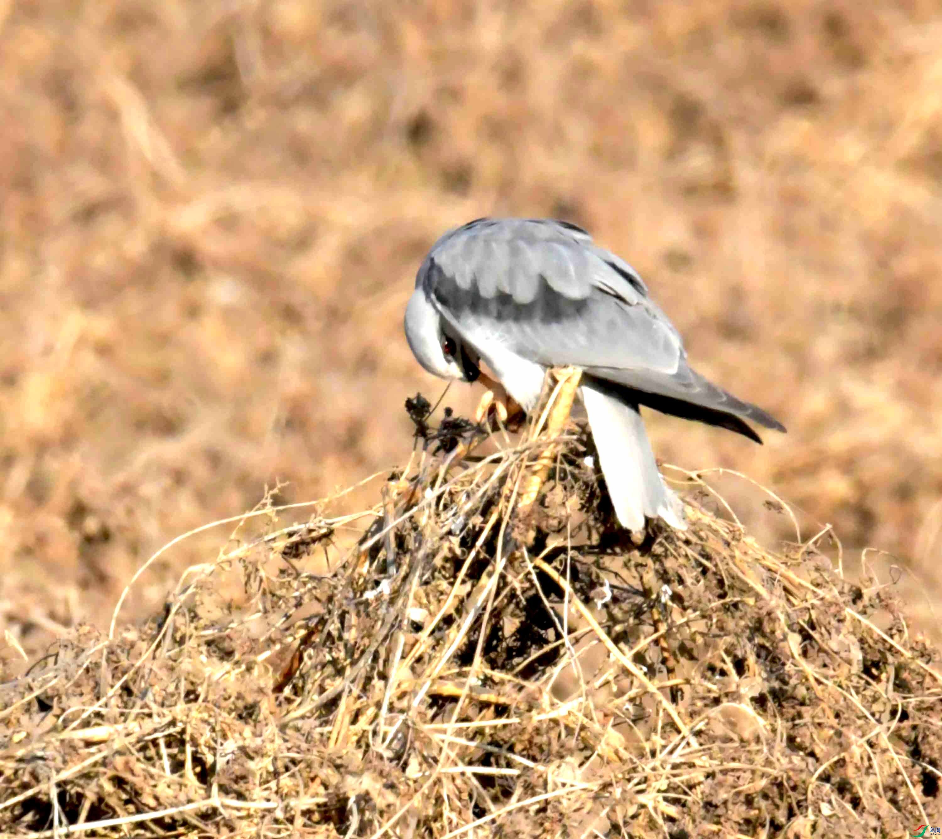 DSC_0404.JPG