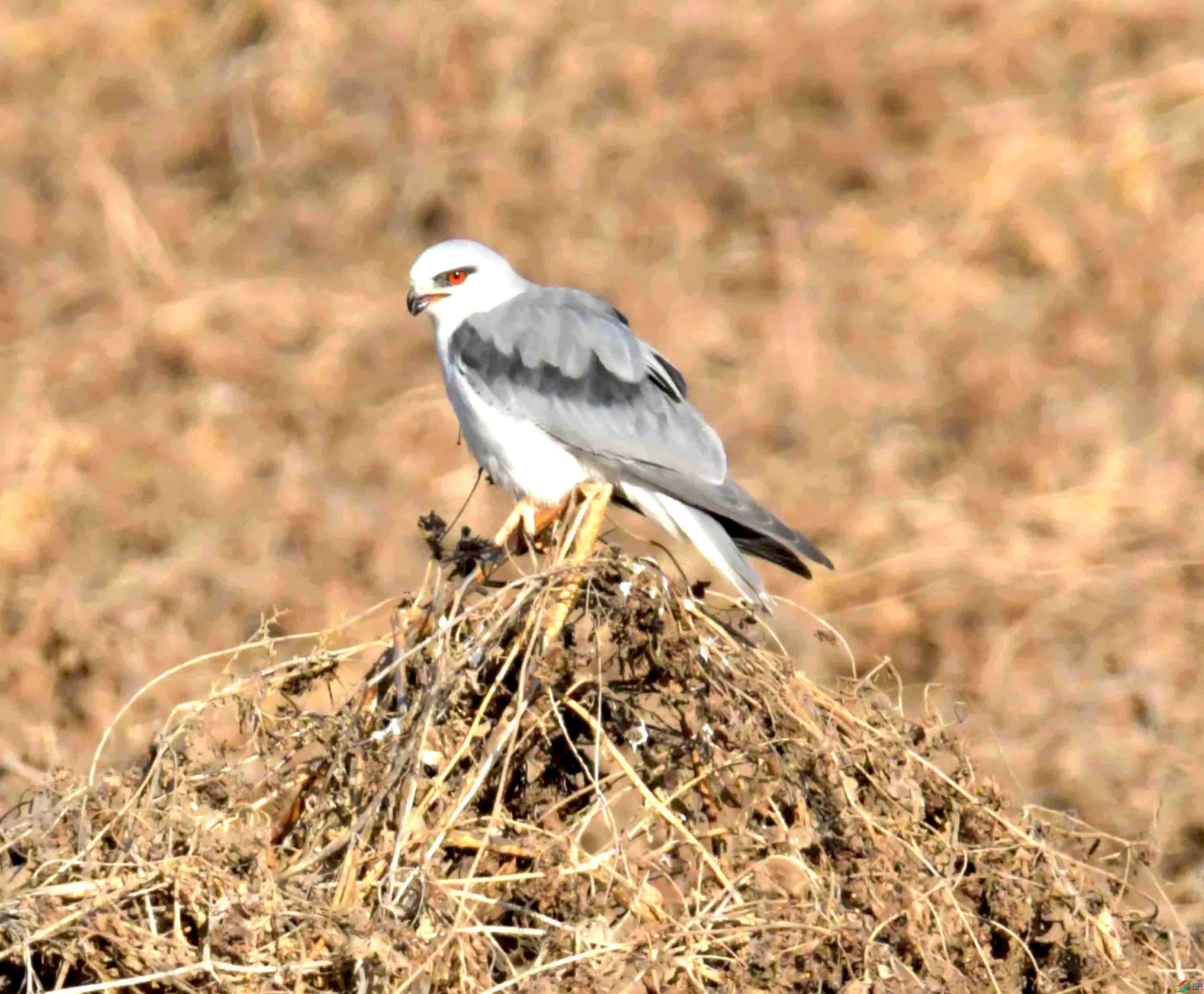 DSC_0405.JPG