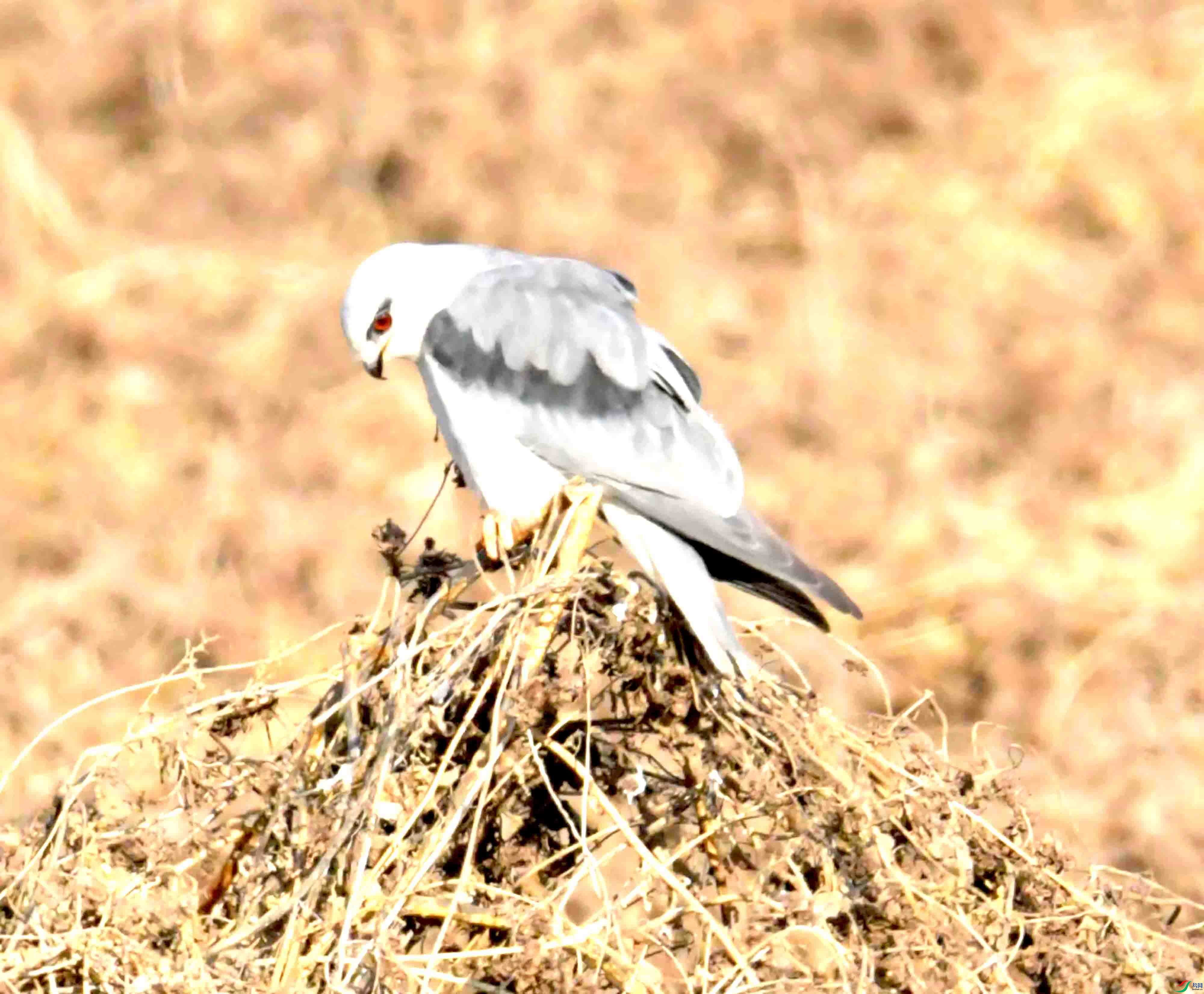 DSC_0410.JPG