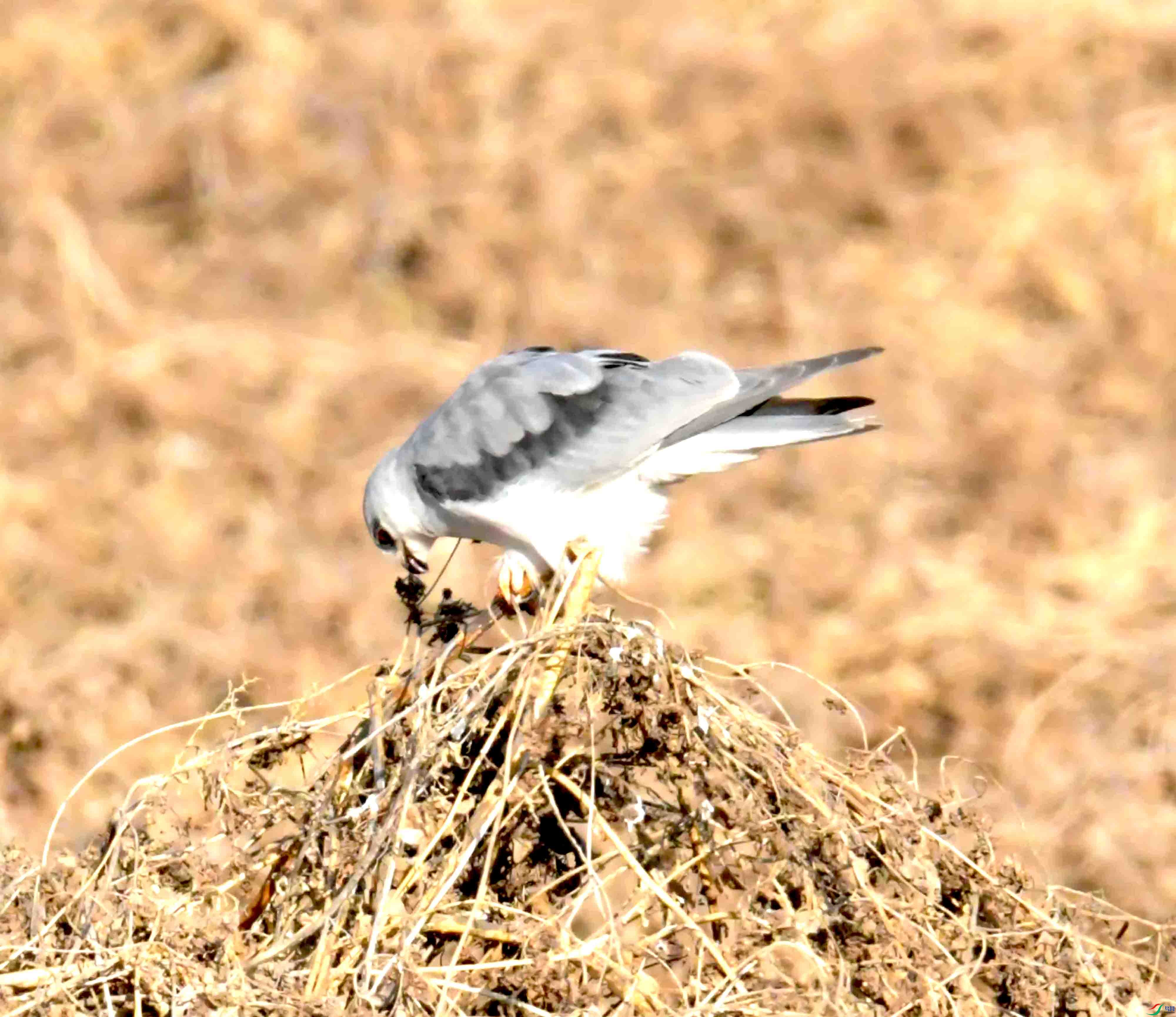 DSC_0418.JPG