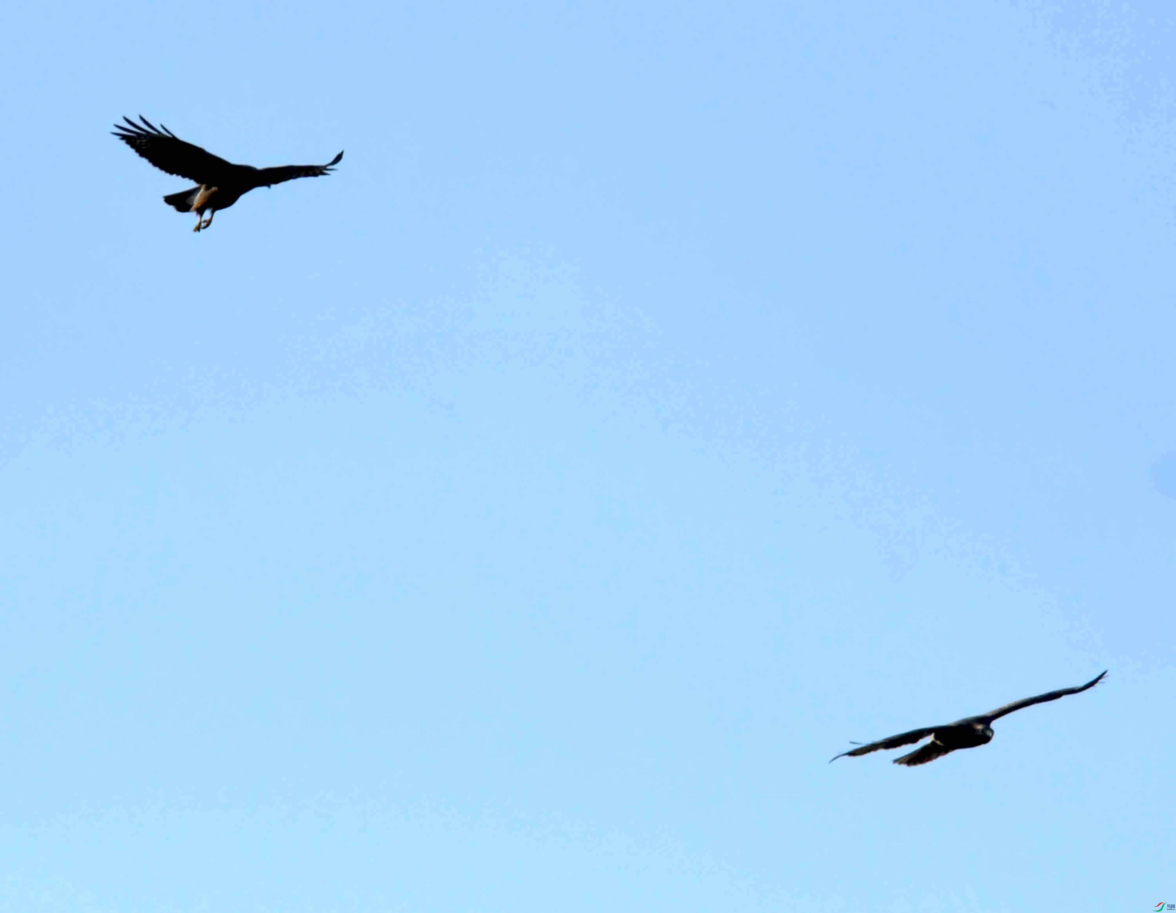 DSC_0918.JPG
