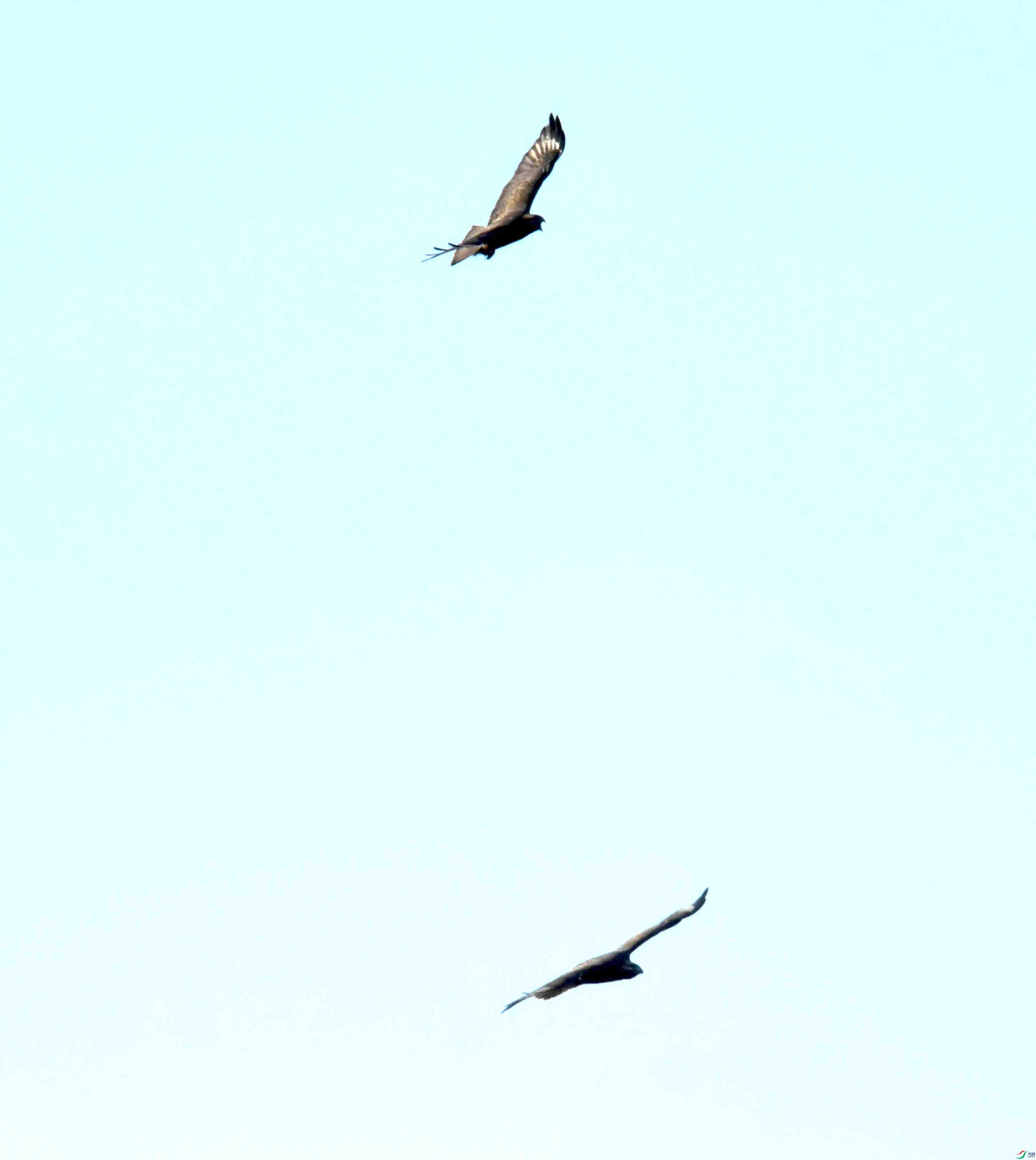 DSC_0930.JPG