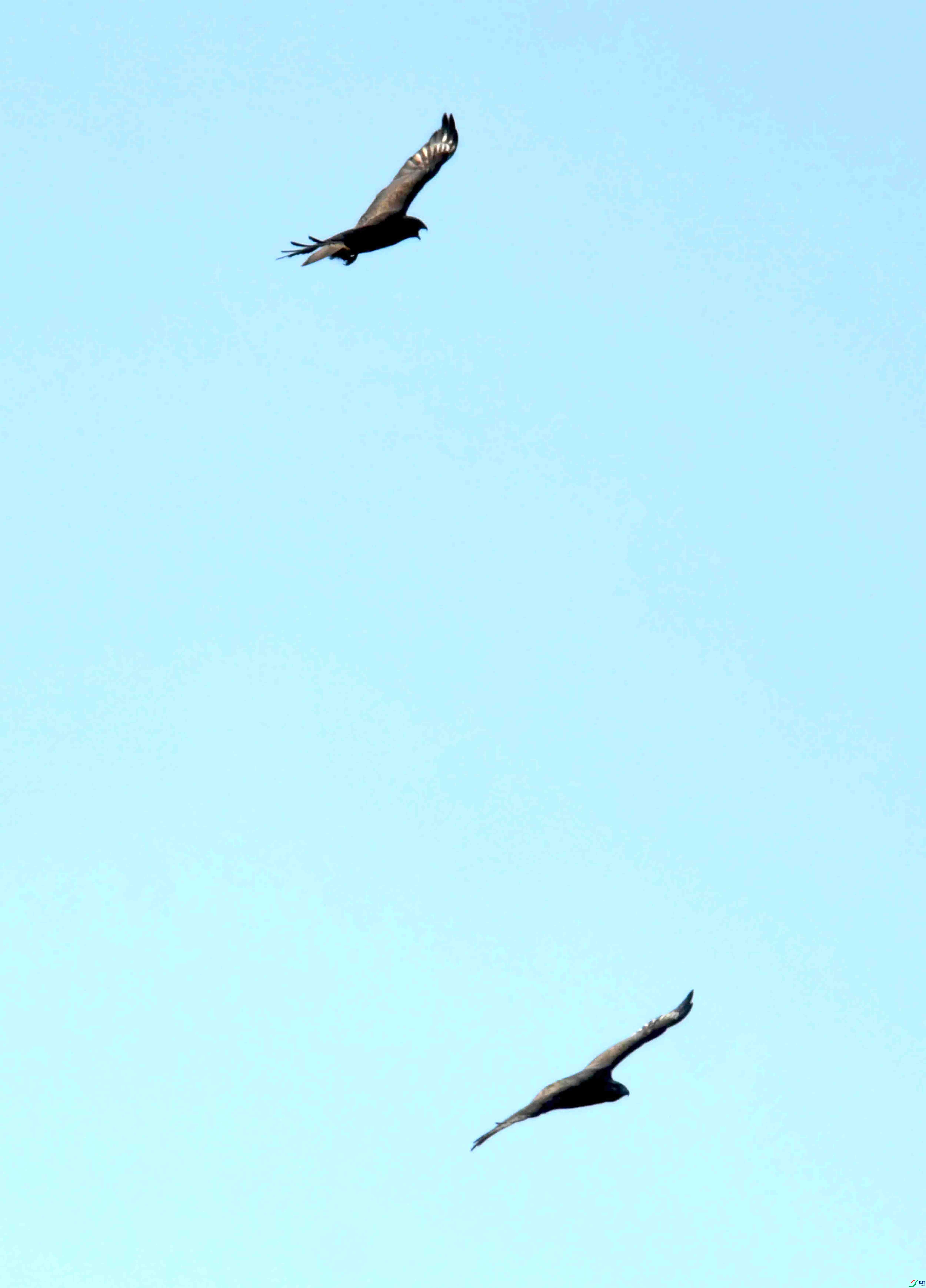 DSC_0929.JPG