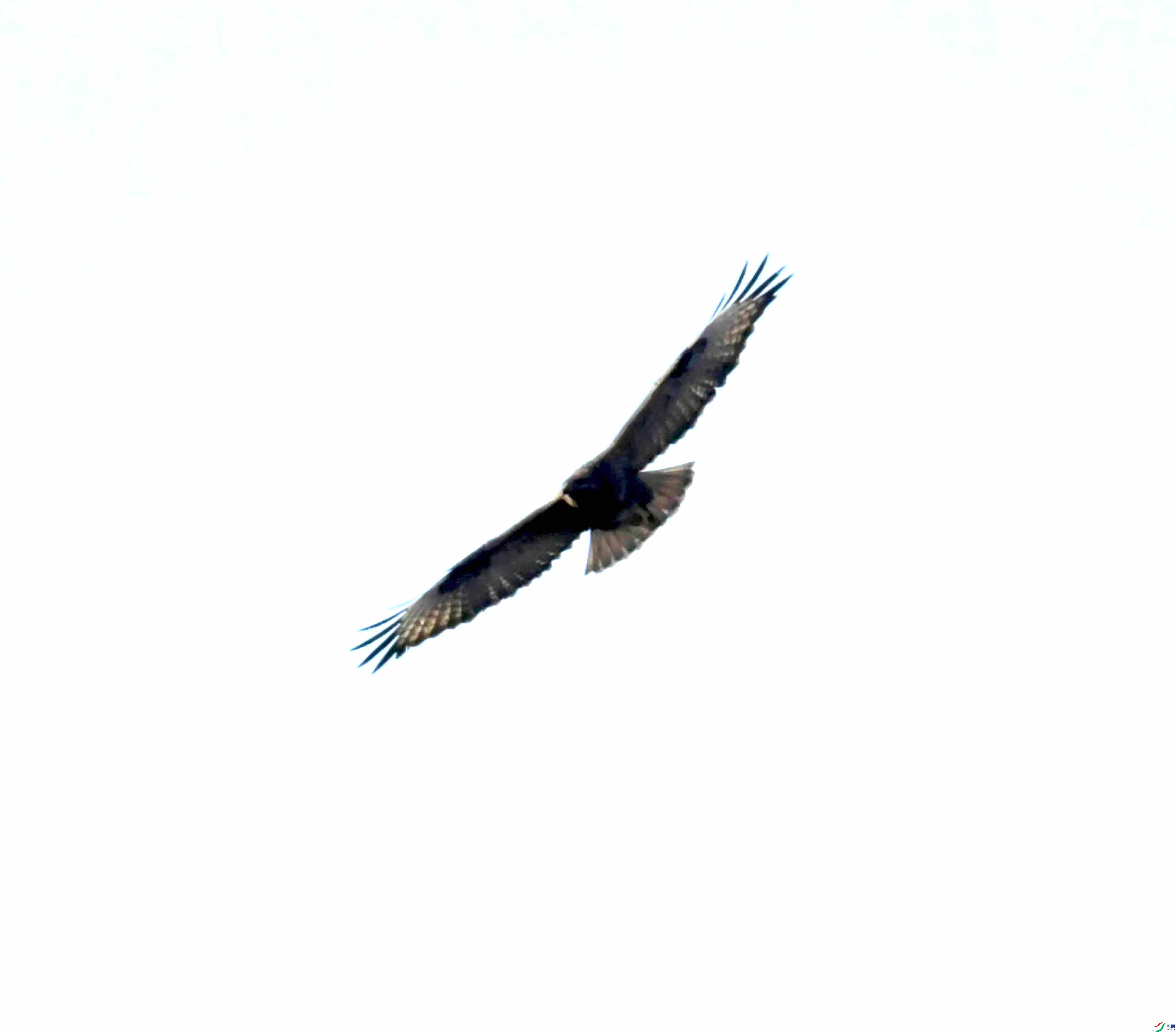 DSC_0931.JPG