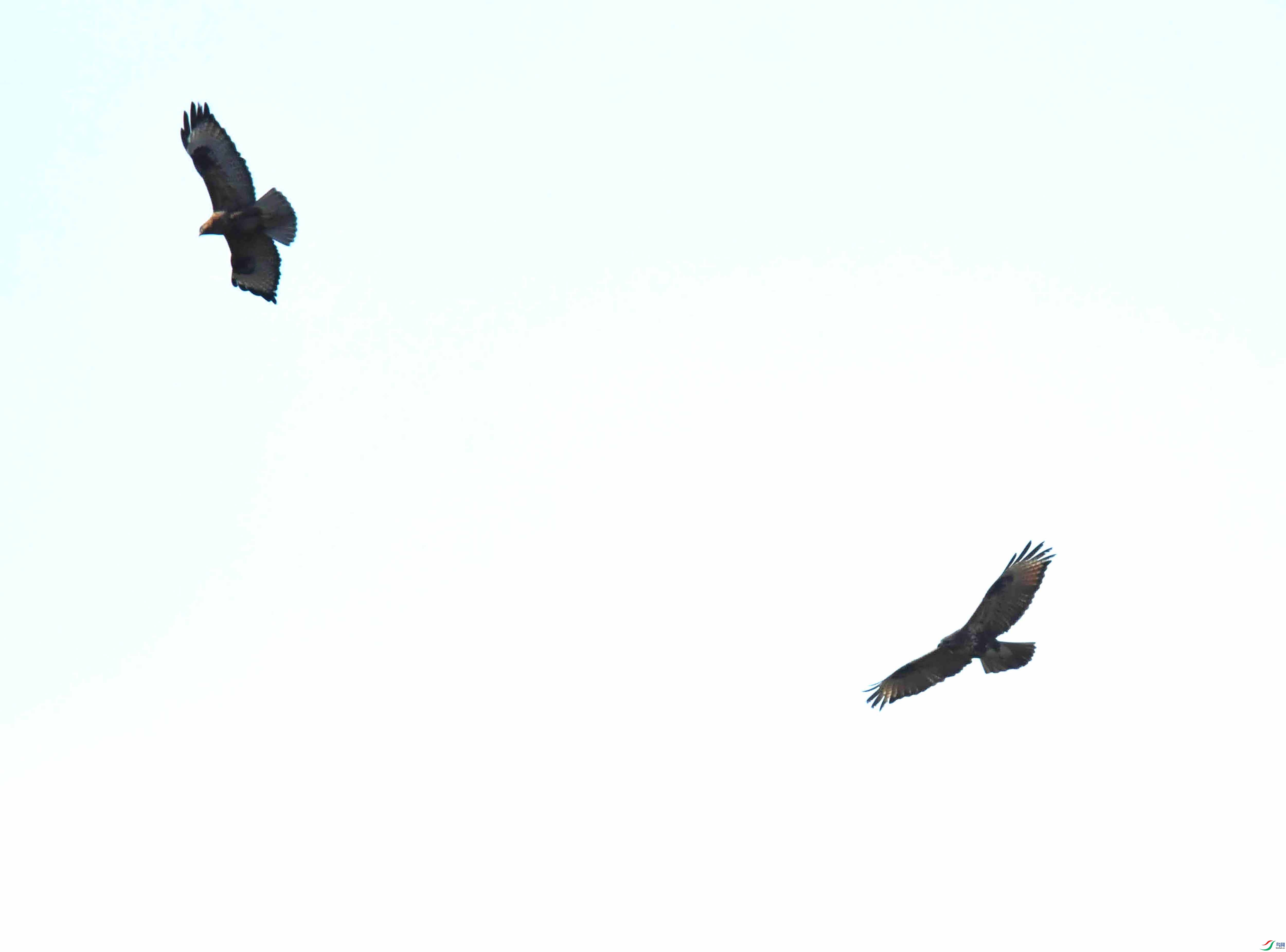 DSC_0935.JPG