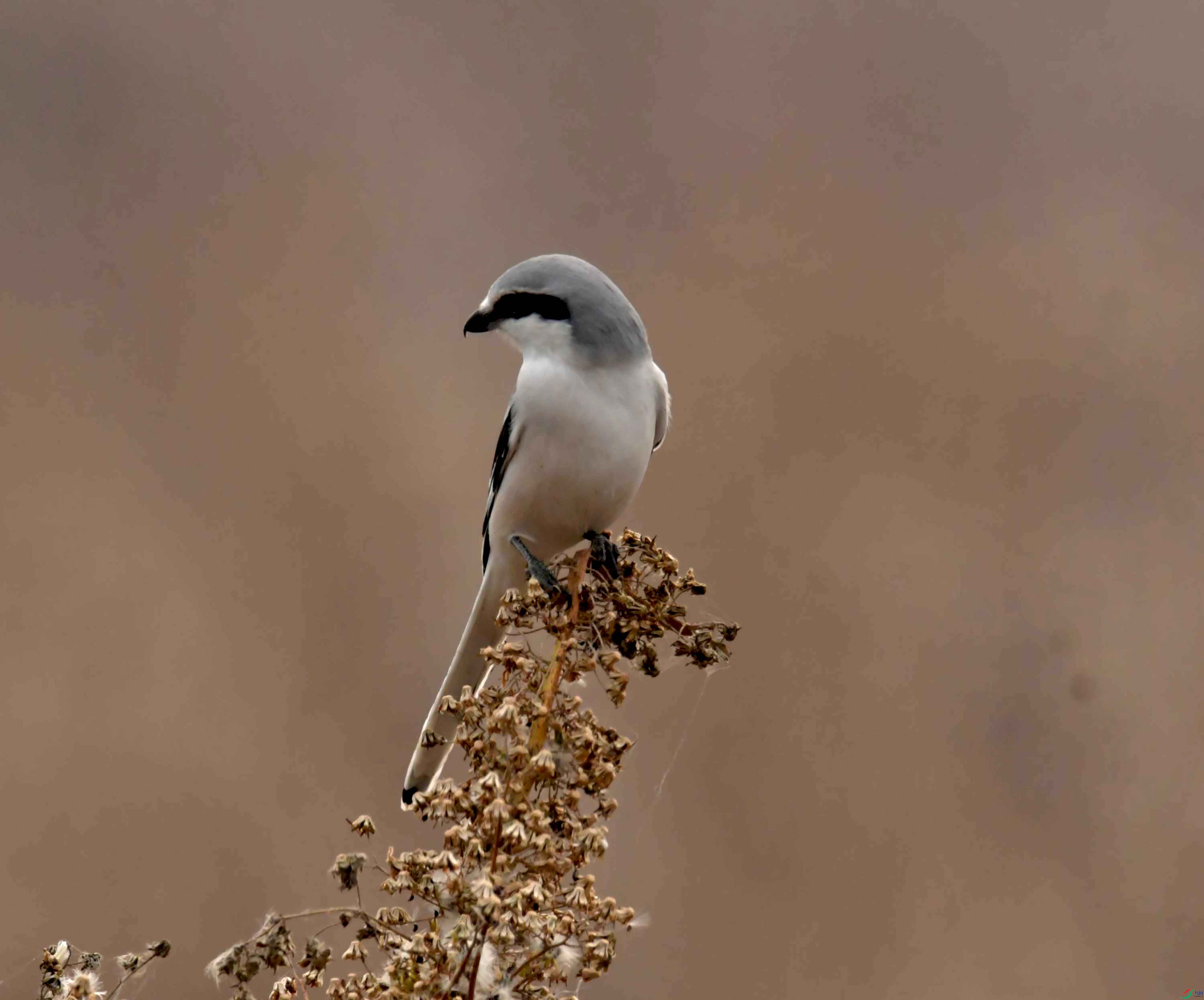 DSC_4206.JPG