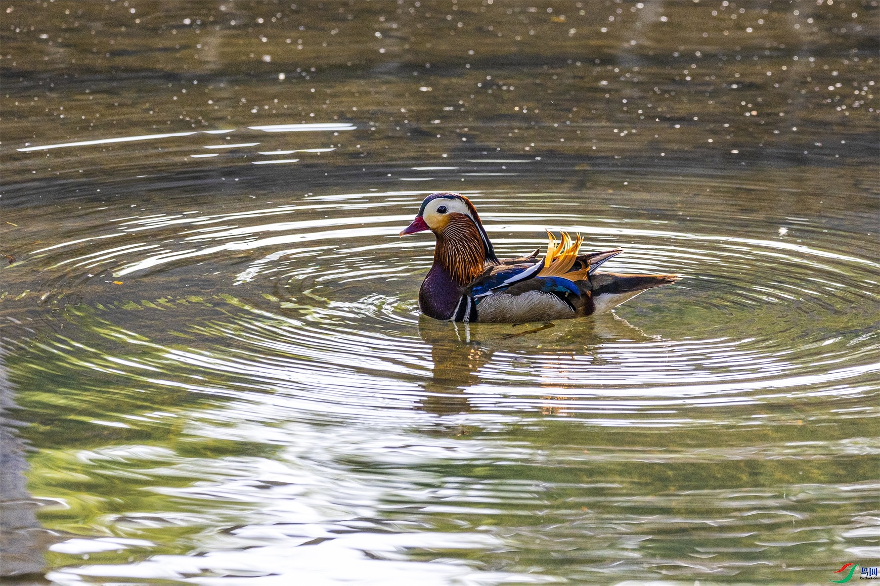 1K3A5772 ����1.jpg